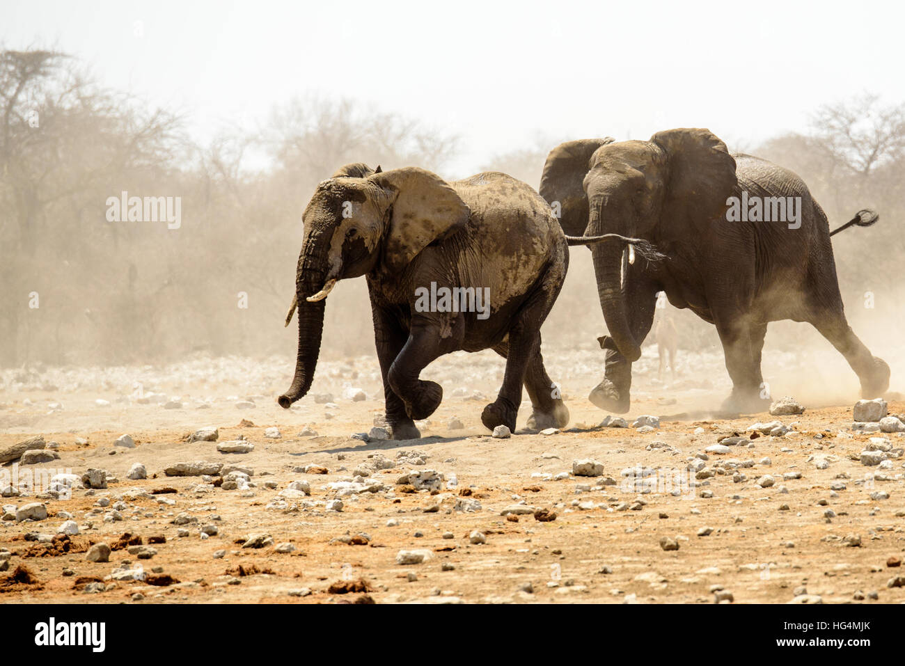 Gran Elefante persiguiendo fuera un rival Foto de stock