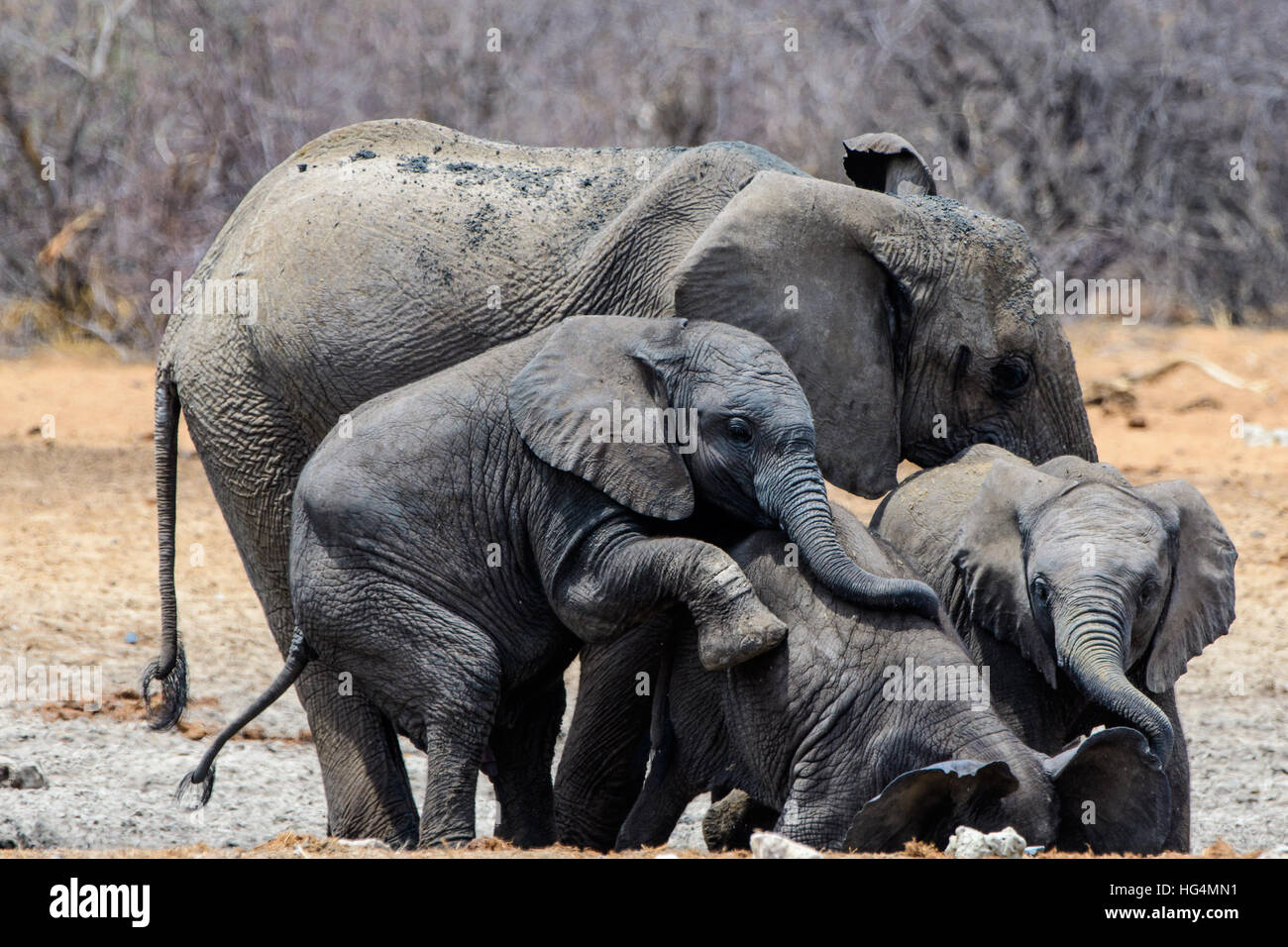 Juguetones elefantes jóvenes Foto de stock