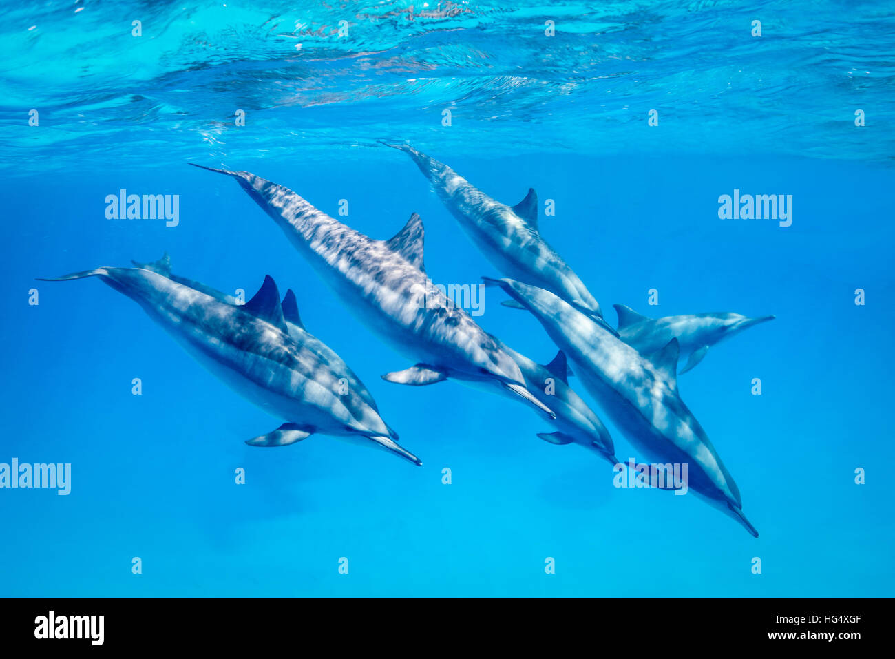 Una manada de delfines (Stenella longirostris) en juego, el sur del Mar Rojo, Egipto Foto de stock