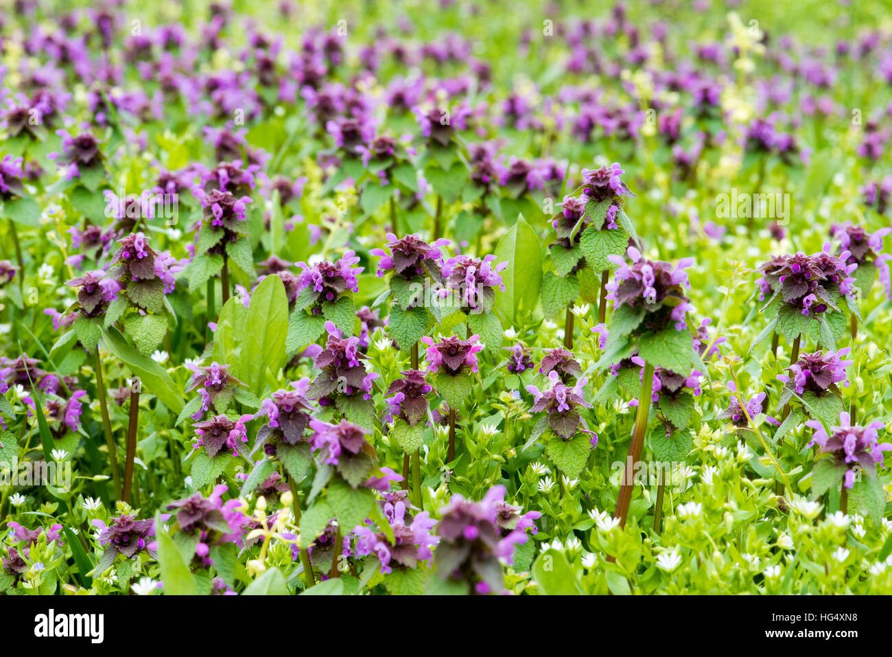 Flores púrpura en el campo de luz natural Foto de stock