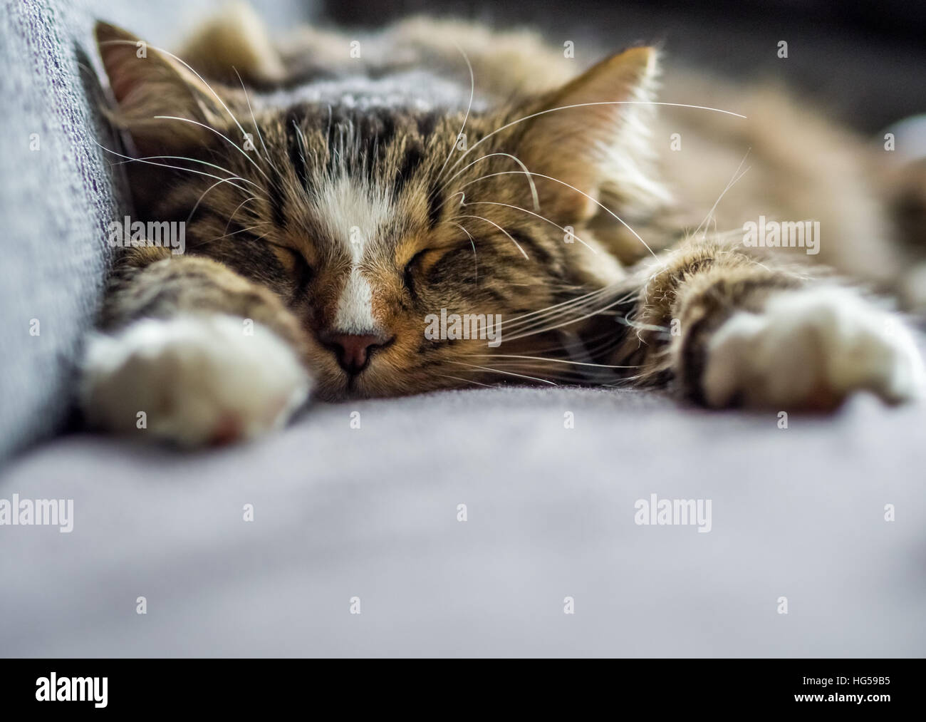Domingo gato de sueño Foto de stock