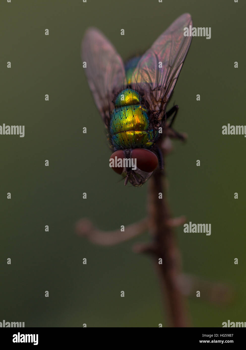 La mosca verde se encuentra en la parte superior Foto de stock