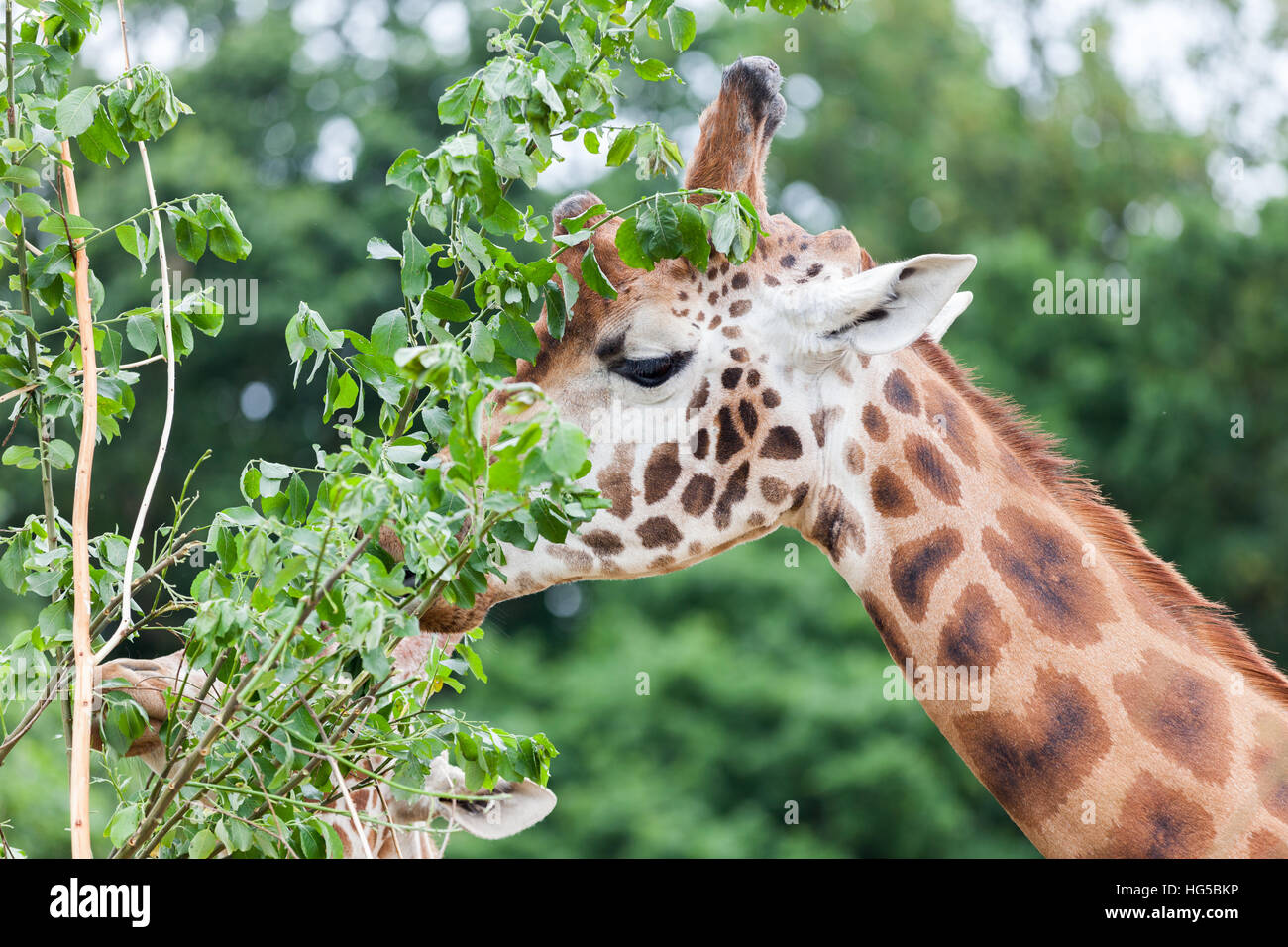 Jirafa comiendo las hojas de un árbol Fotografía de stock Alamy