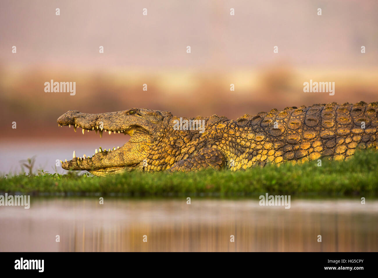 El cocodrilo del Nilo (Crocodylus niloticus), Zimanga Private Game Reserve Foto de stock