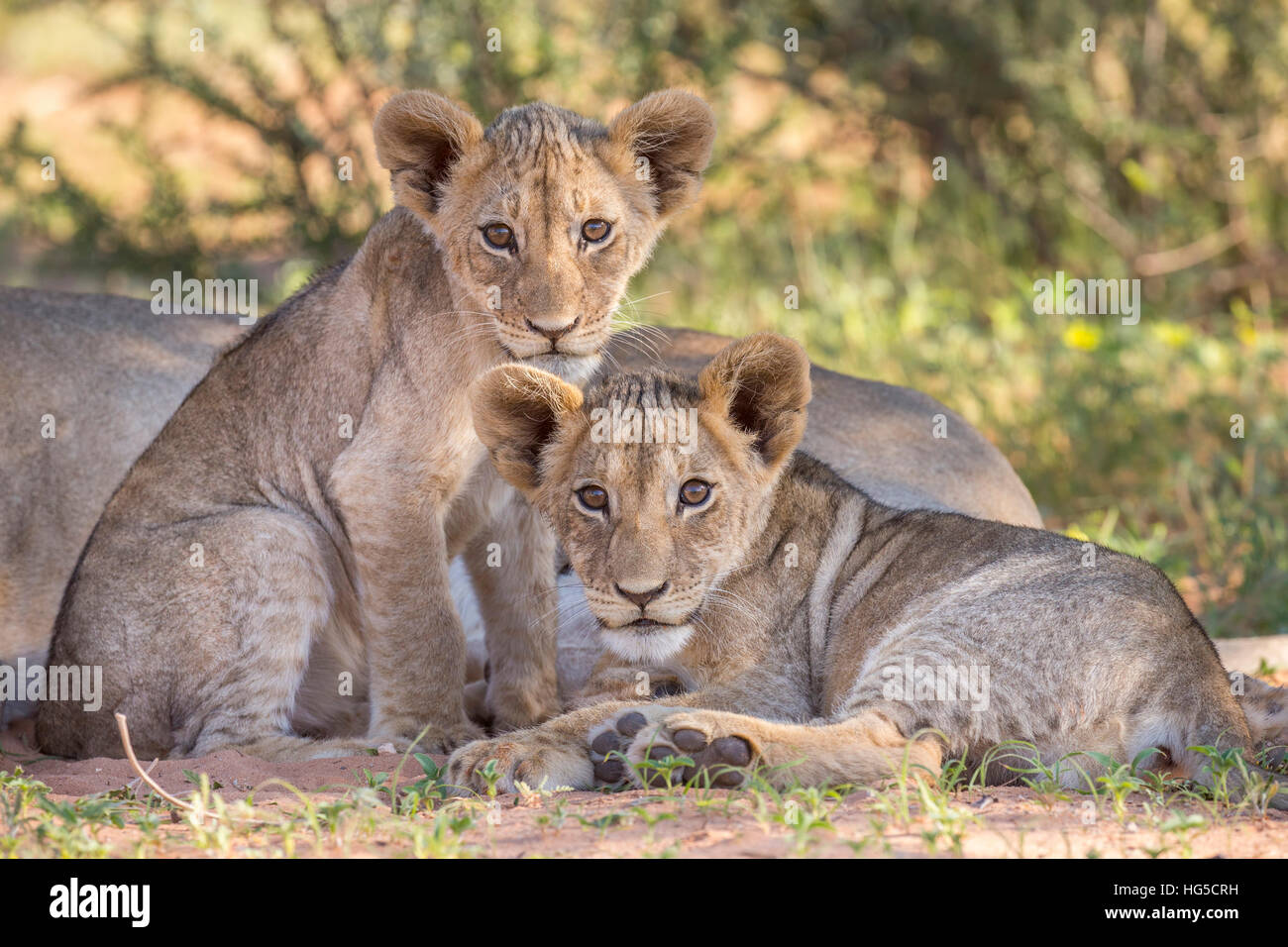 Cachorros de León (Panthera leo) en el desierto de Kalahari, el Parque Transfronterizo Kgalagadi, Northern Cape Foto de stock