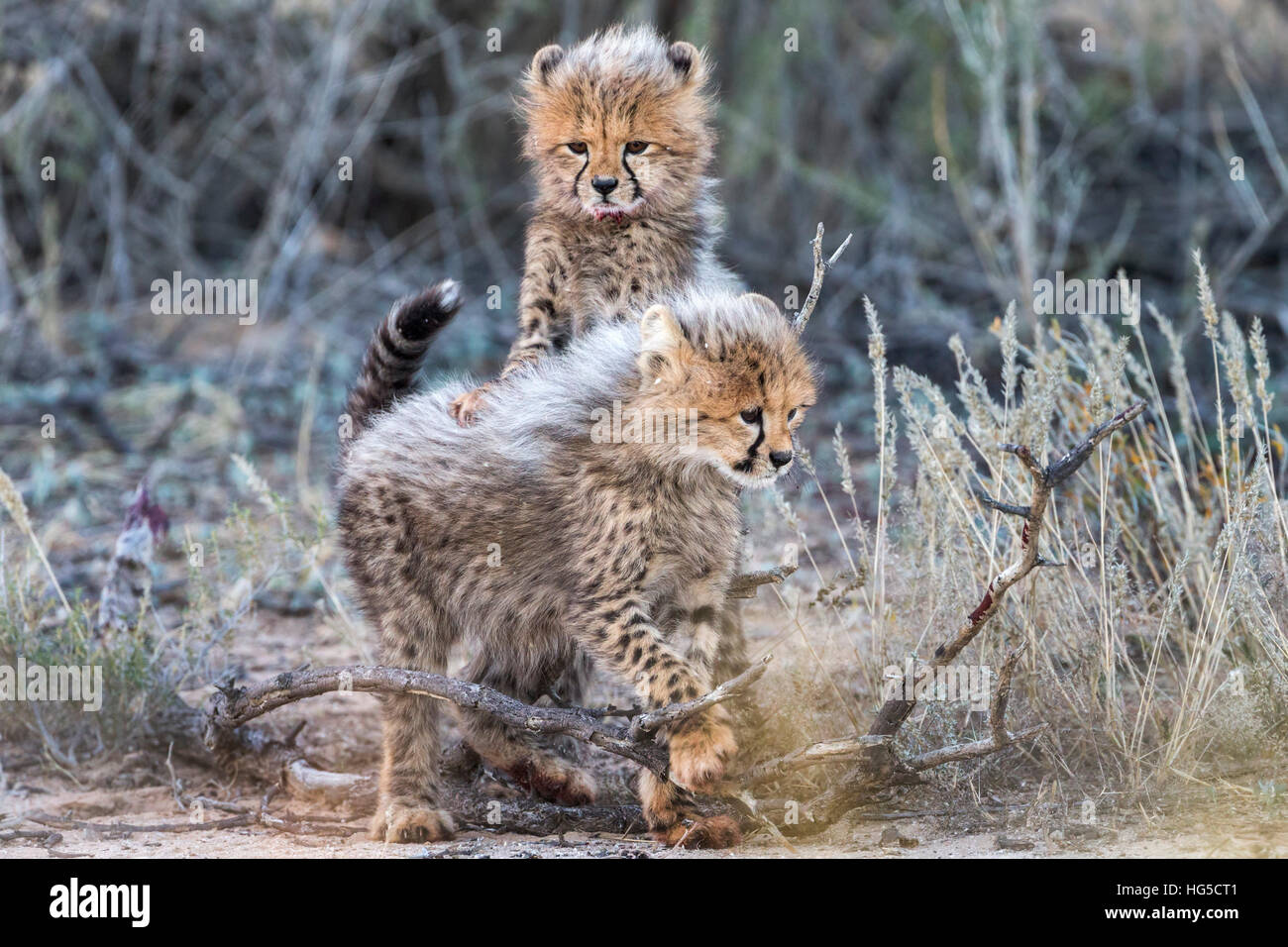 Guepardo (Acinonyx jubatus) cubs, el Parque Transfronterizo Kgalagadi, Northern Cape Foto de stock