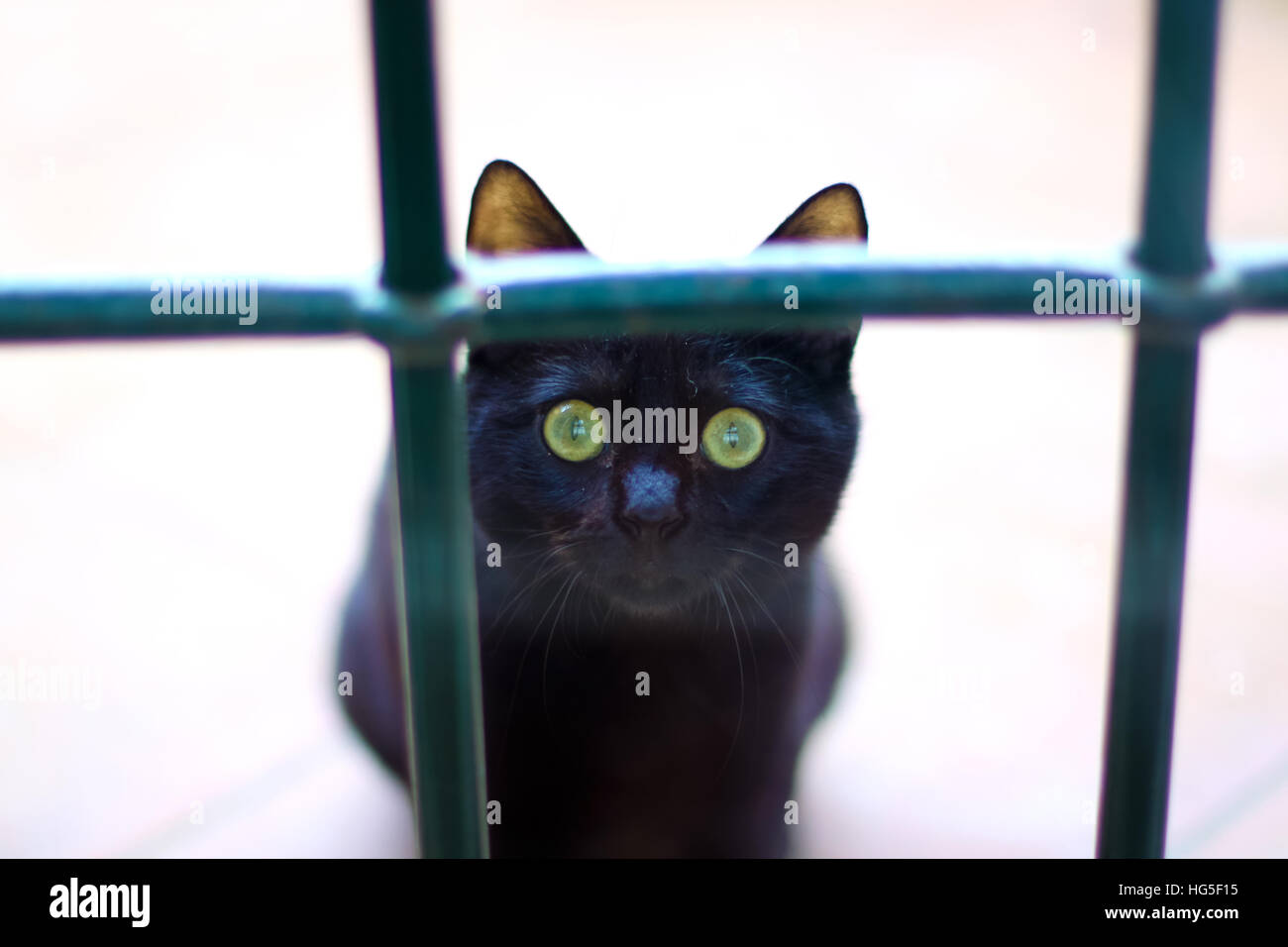 Borrosa la foto de un gato negro fuera de la ventana Foto de stock