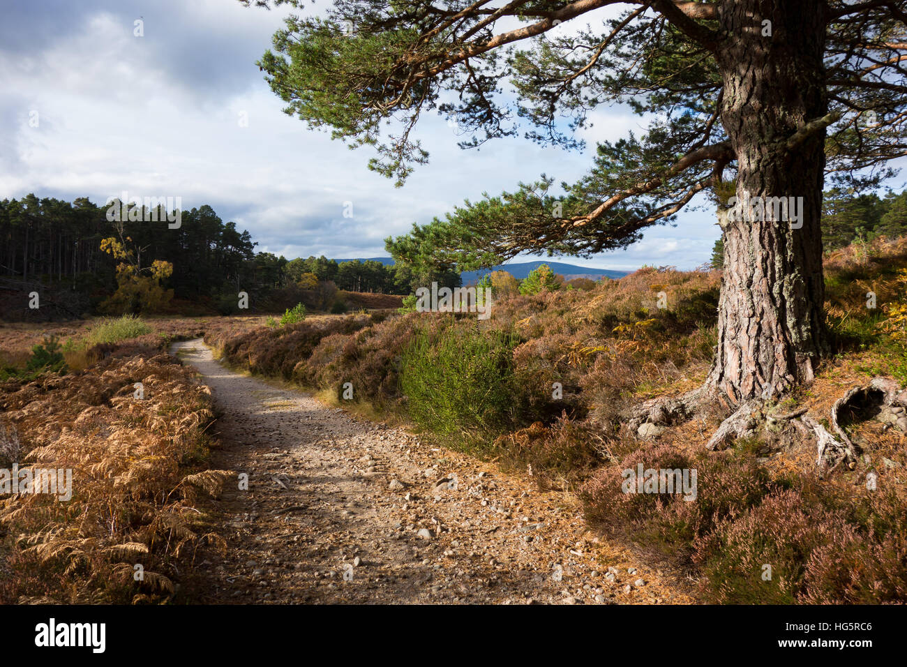 Un sendero que recorre el bosque Abernethy en Parque Nacional de Cairngorms Foto de stock