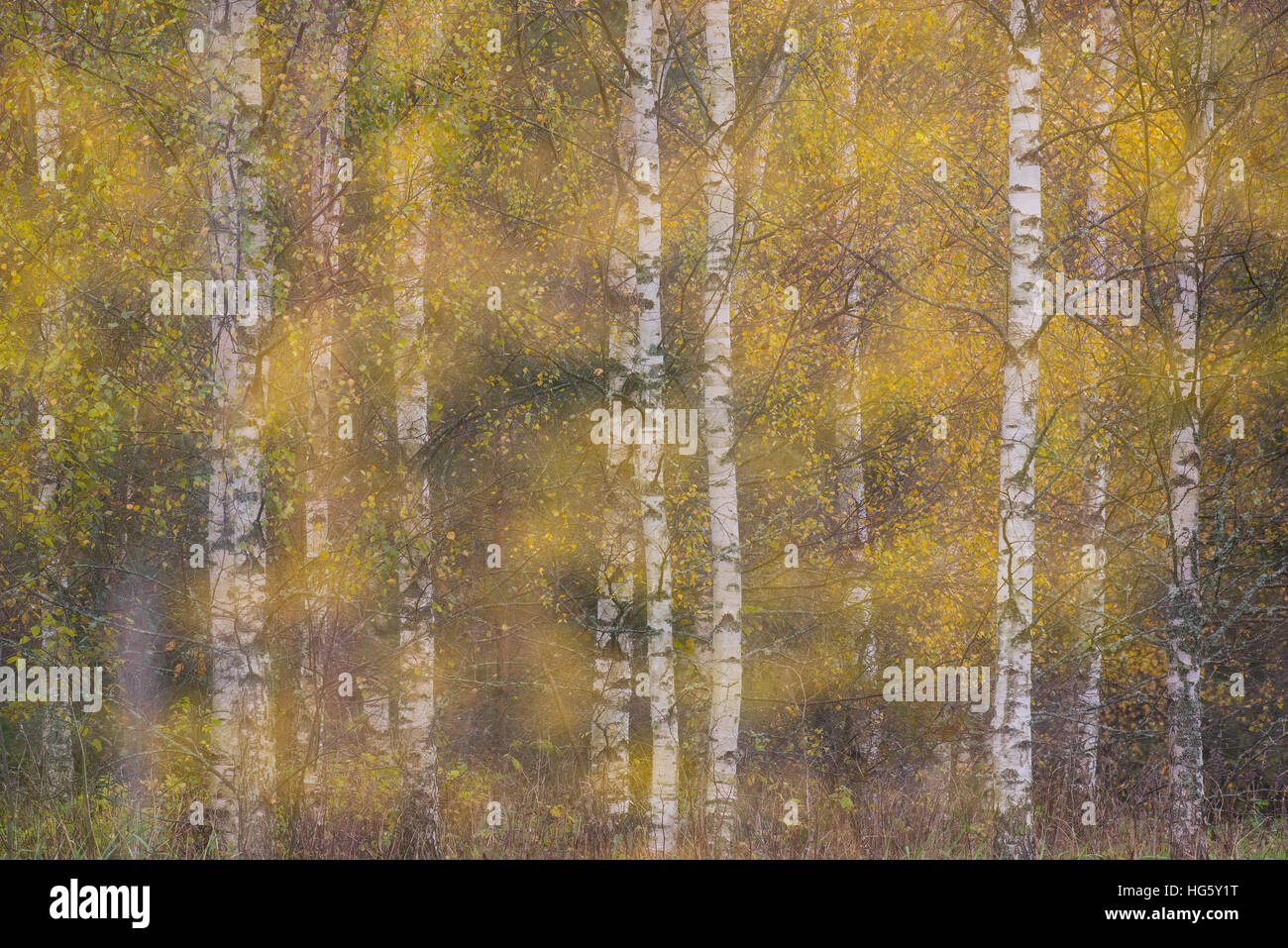 El abedul amarillo árboles en otoño Foto de stock