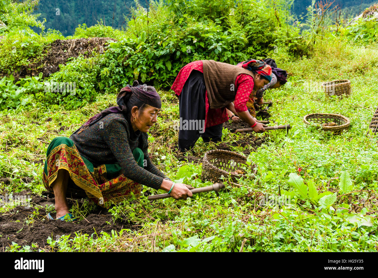 Las mujeres locales se están cosechando papas en un campo verde, Timang, distrito de Manang, Nepal Foto de stock