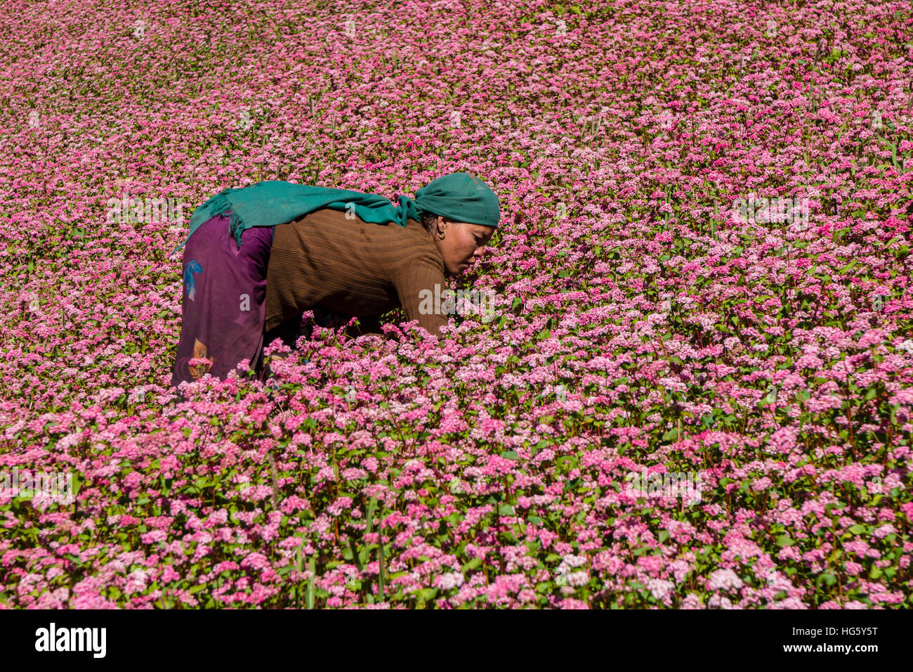 La agricultora trabaja en florecimiento rosado, campo de trigo sarraceno Ghyaru, Manang, Nepal Foto de stock