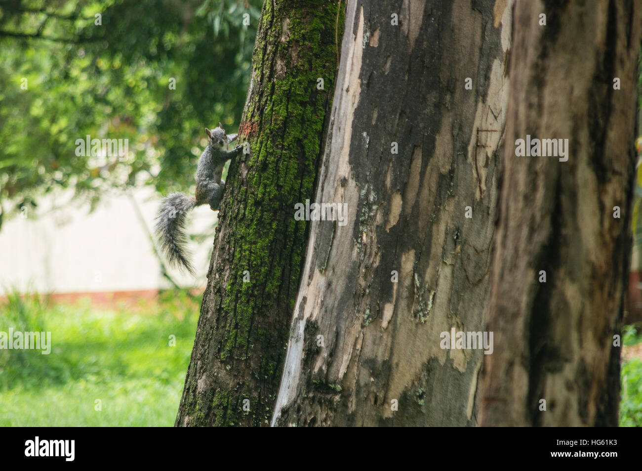 Una ardilla trepar un árbol Foto de stock