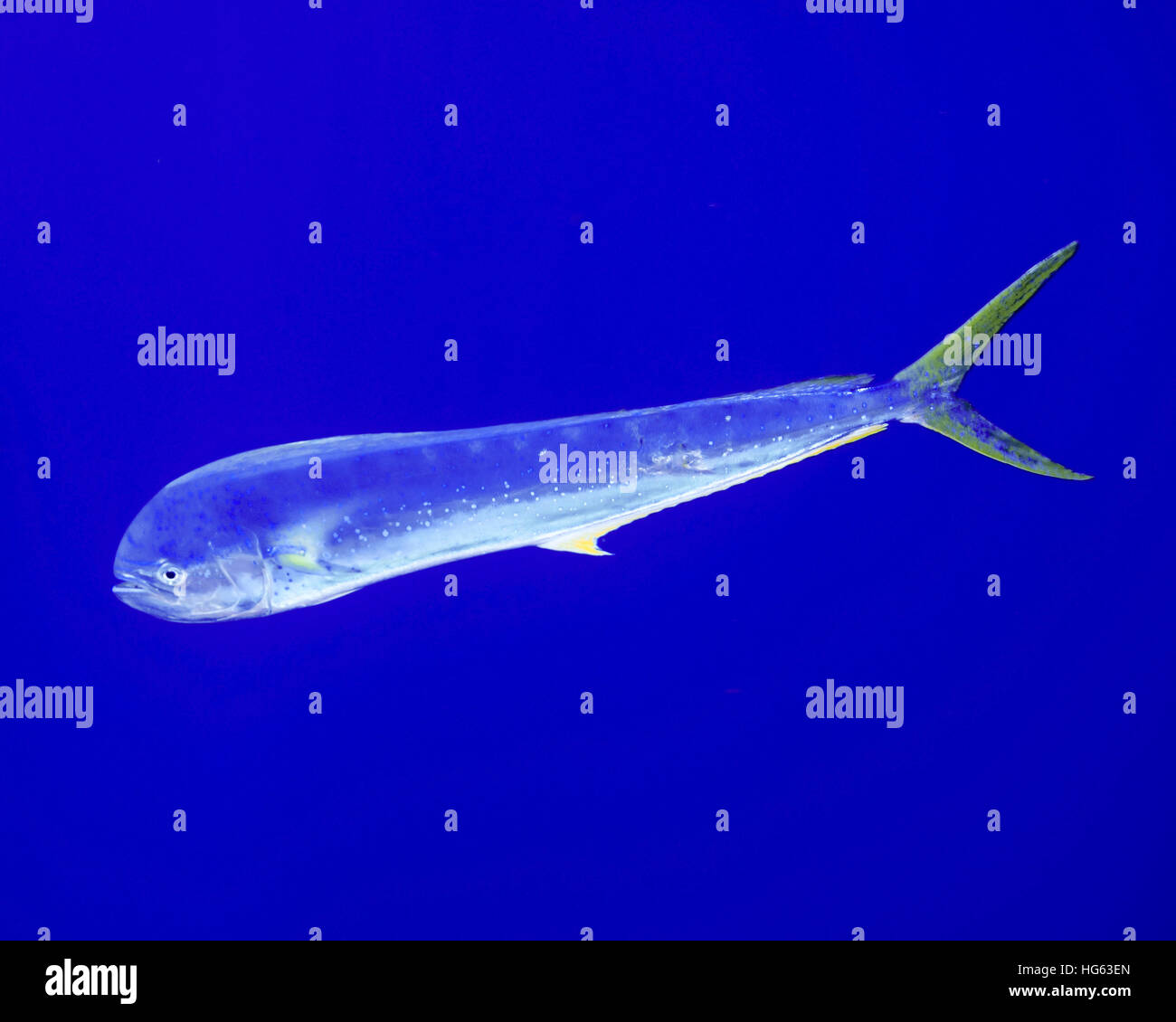 Mahi mahi pescado fotografías e imágenes de alta resolución Alamy