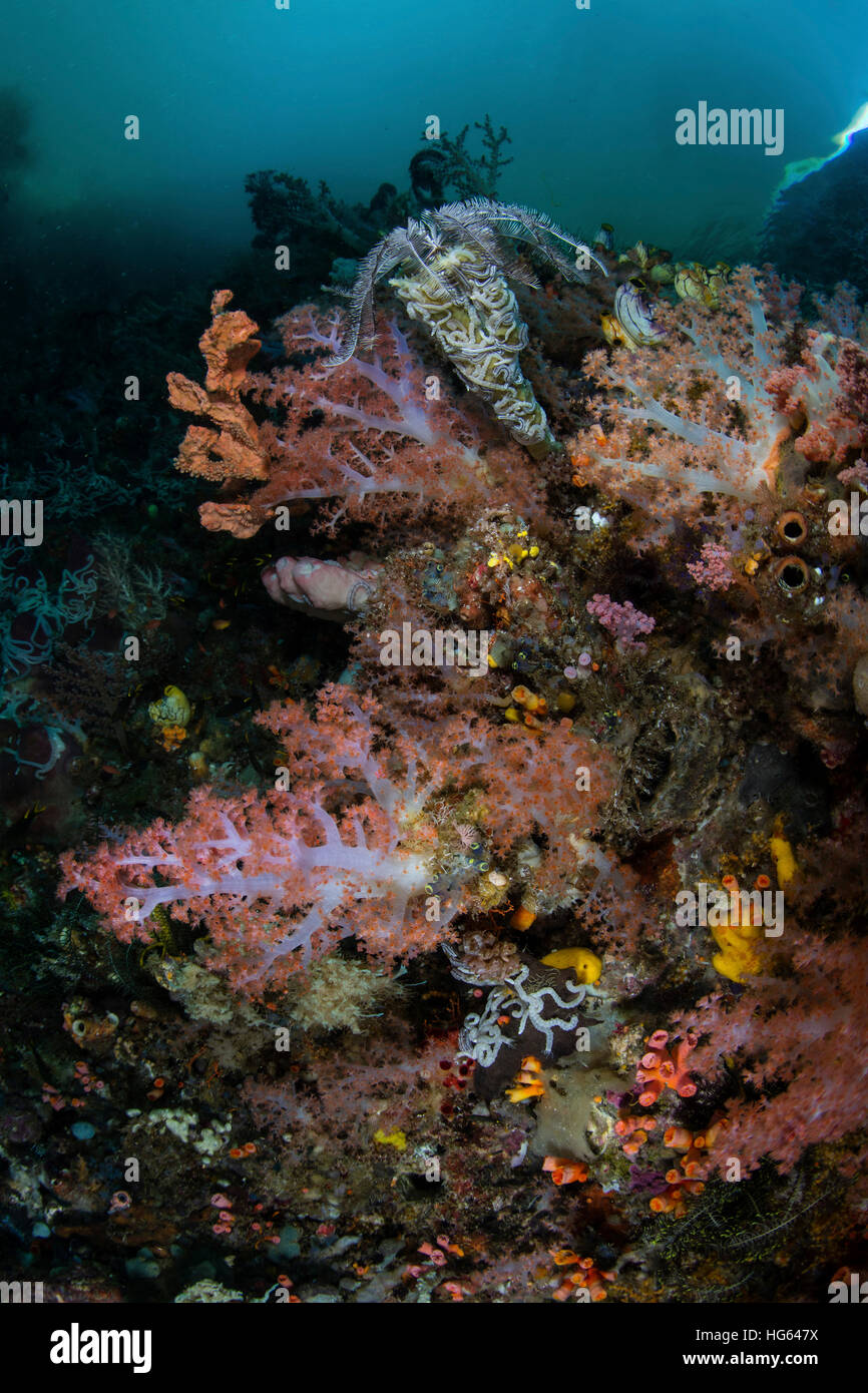 Vibrantes Suaves corales y otros invertebrados, Raja Ampat, Indonesia Foto de stock