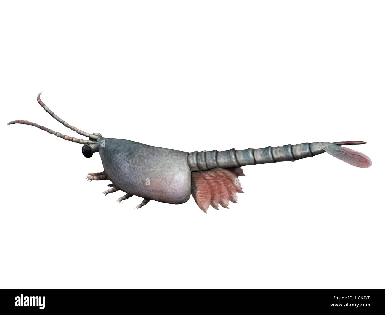 Waptia es un extinto de artrópodos el Cambrian de Canadá. Foto de stock