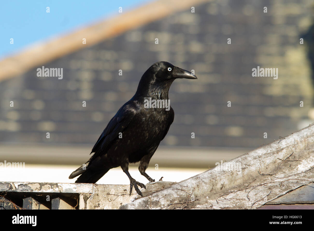 Cuervo (Corvus tasmanicus forestales) en un entorno urbano Foto de stock