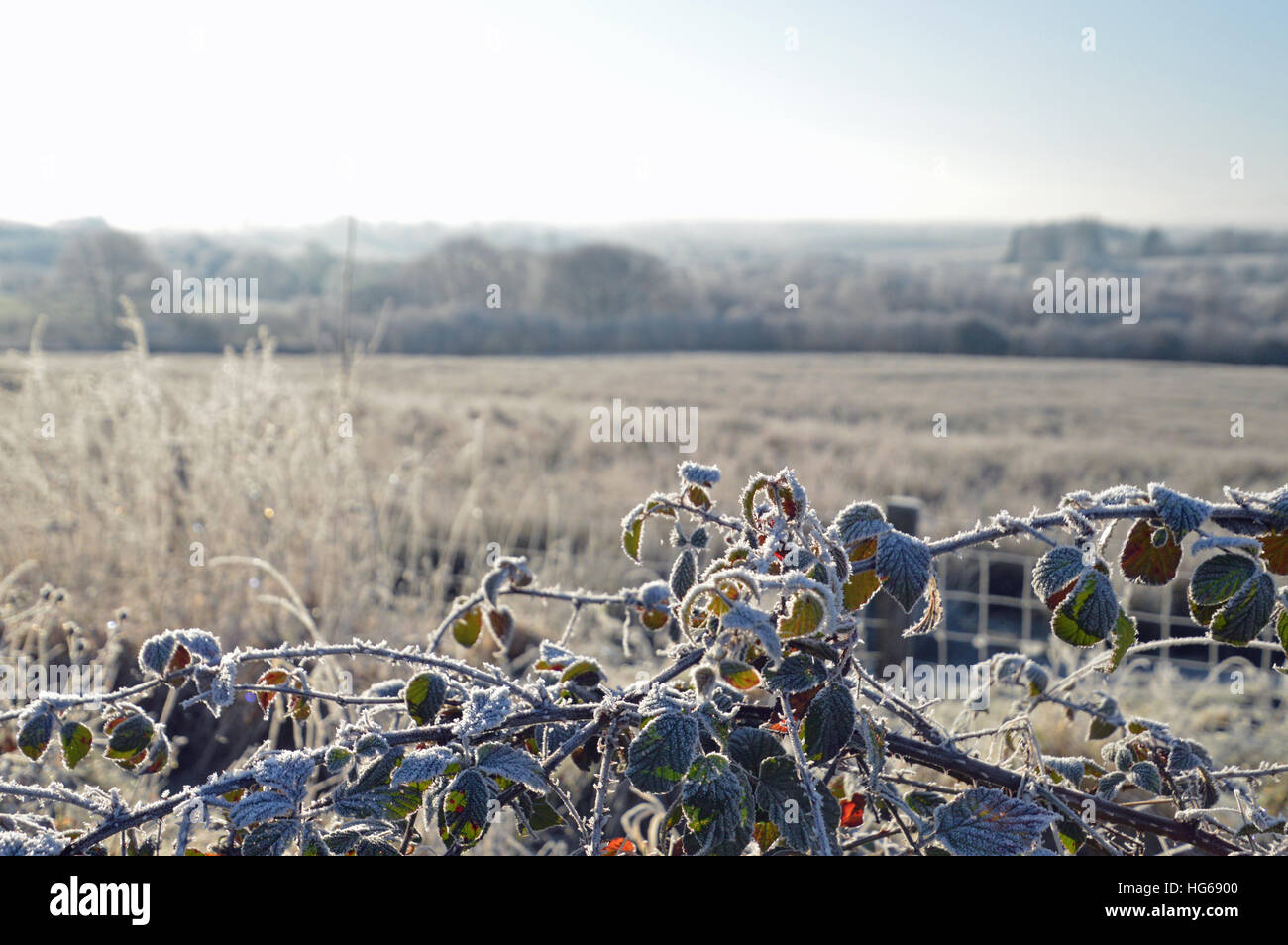 Frosty vegetación y tierras de cultivo, Beulah, Powys, Gales Foto de stock