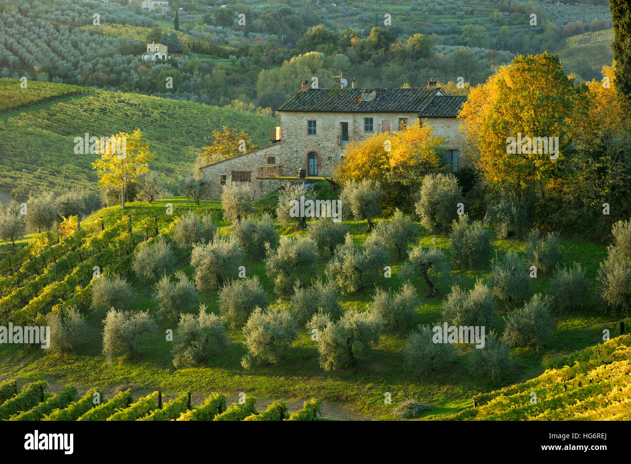 Amanecer en Villa Toscana, viñedo y olivar cerca de San Gimignano, Toscana, Italia Foto de stock