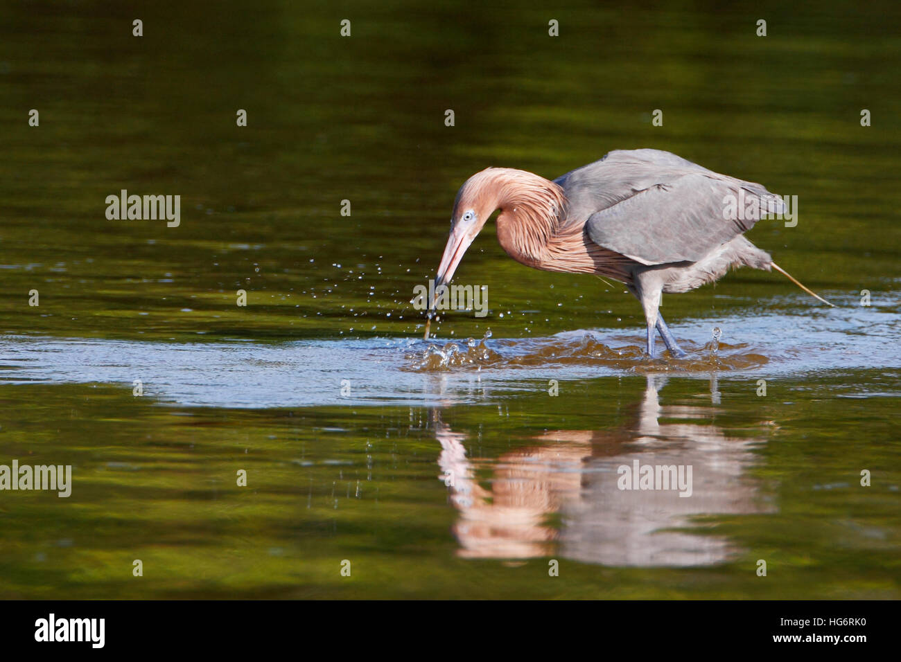 Garza roja (Egretta rufescens) la captura de peces en aguas poco profundas, Ding Darling NWR, Florida, EE.UU. Foto de stock