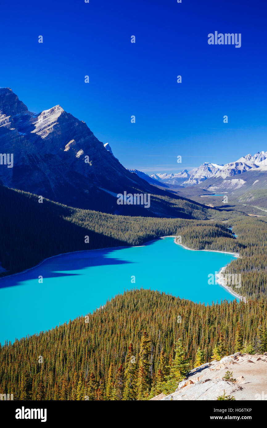 Lago Peyto es un lago del glaciar ubicado en el Parque Nacional de Banff en las Montañas Rocosas Canadienses. El lago en sí es fácilmente accesible desde la carretera Icefields Parkway Foto de stock