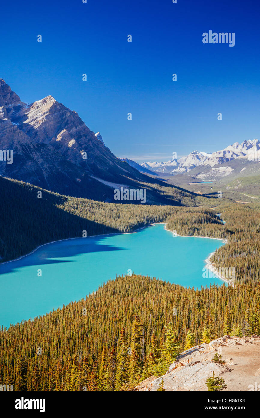 Lago Peyto es un lago del glaciar ubicado en el Parque Nacional de Banff en las Montañas Rocosas Canadienses. El lago en sí es fácilmente accesible desde la carretera Icefields Parkway Foto de stock