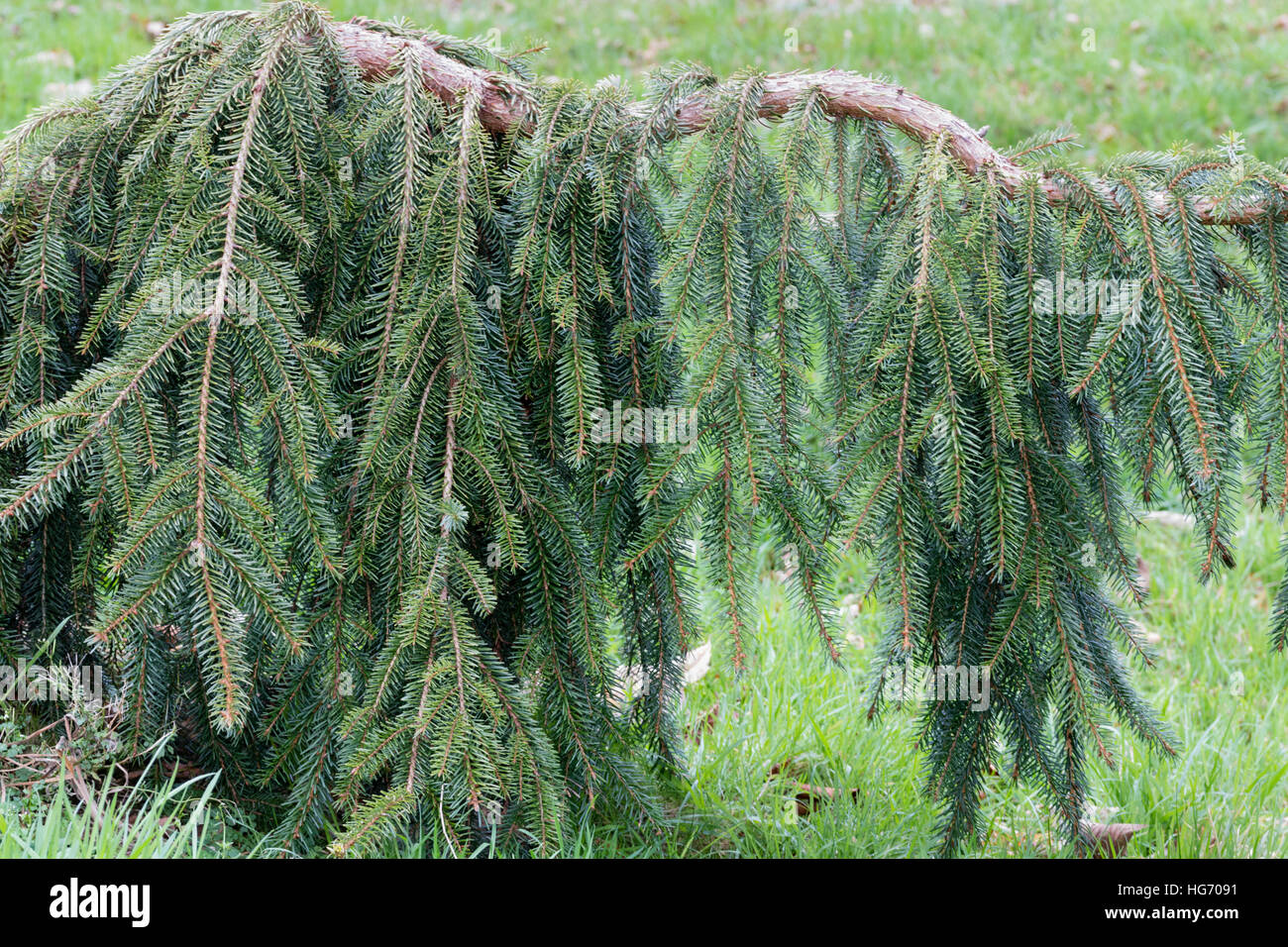 Ramas colgantes de la evergreen llorando spruce, Picea omorika 'Pendula' Foto de stock
