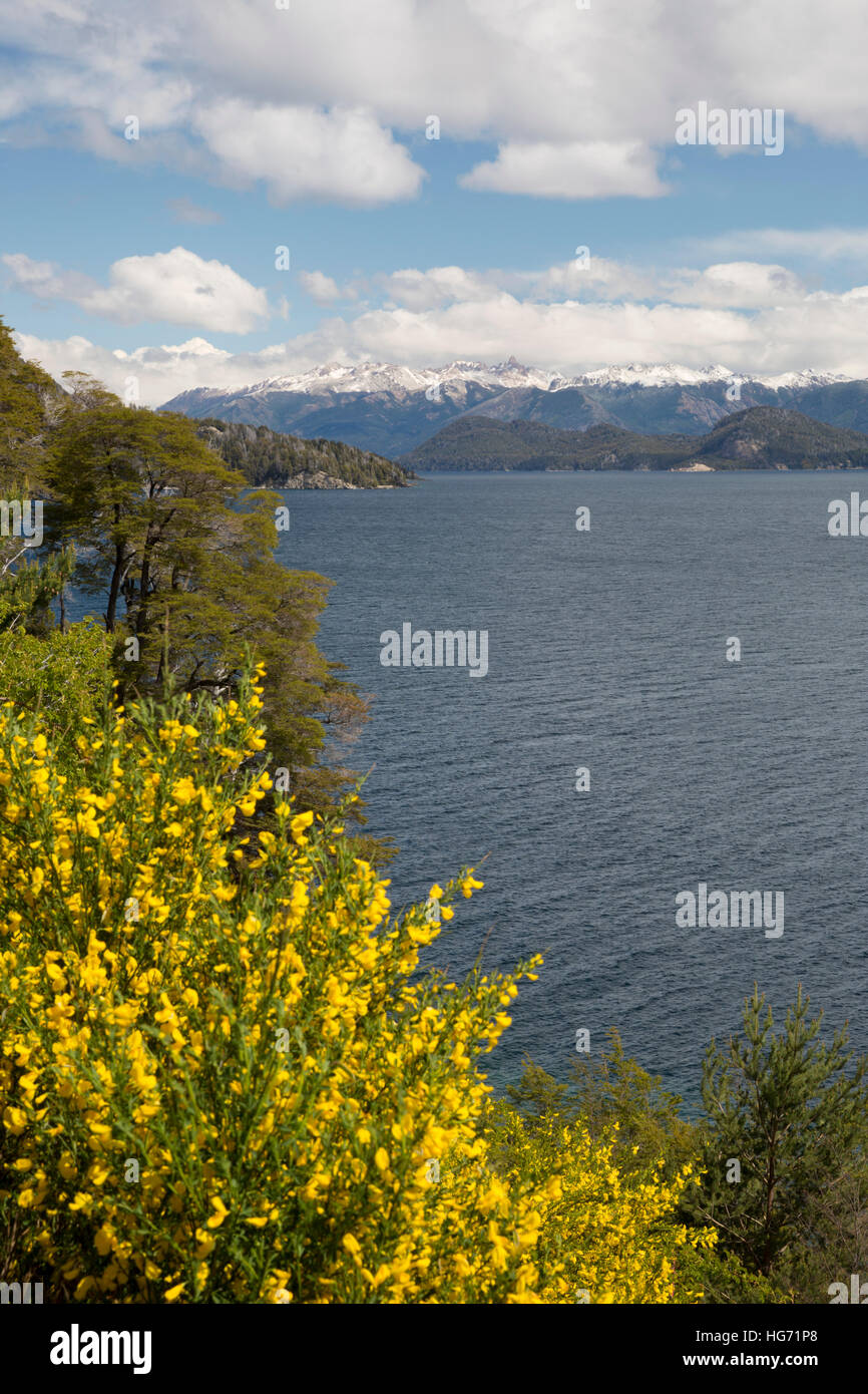 Retama amarilla en el lago Nahuel Huapi, cerca de Bariloche, 7 Lakes Drive, en el Parque Nacional Nahuel Huapi, el Lake District, Argentina Foto de stock