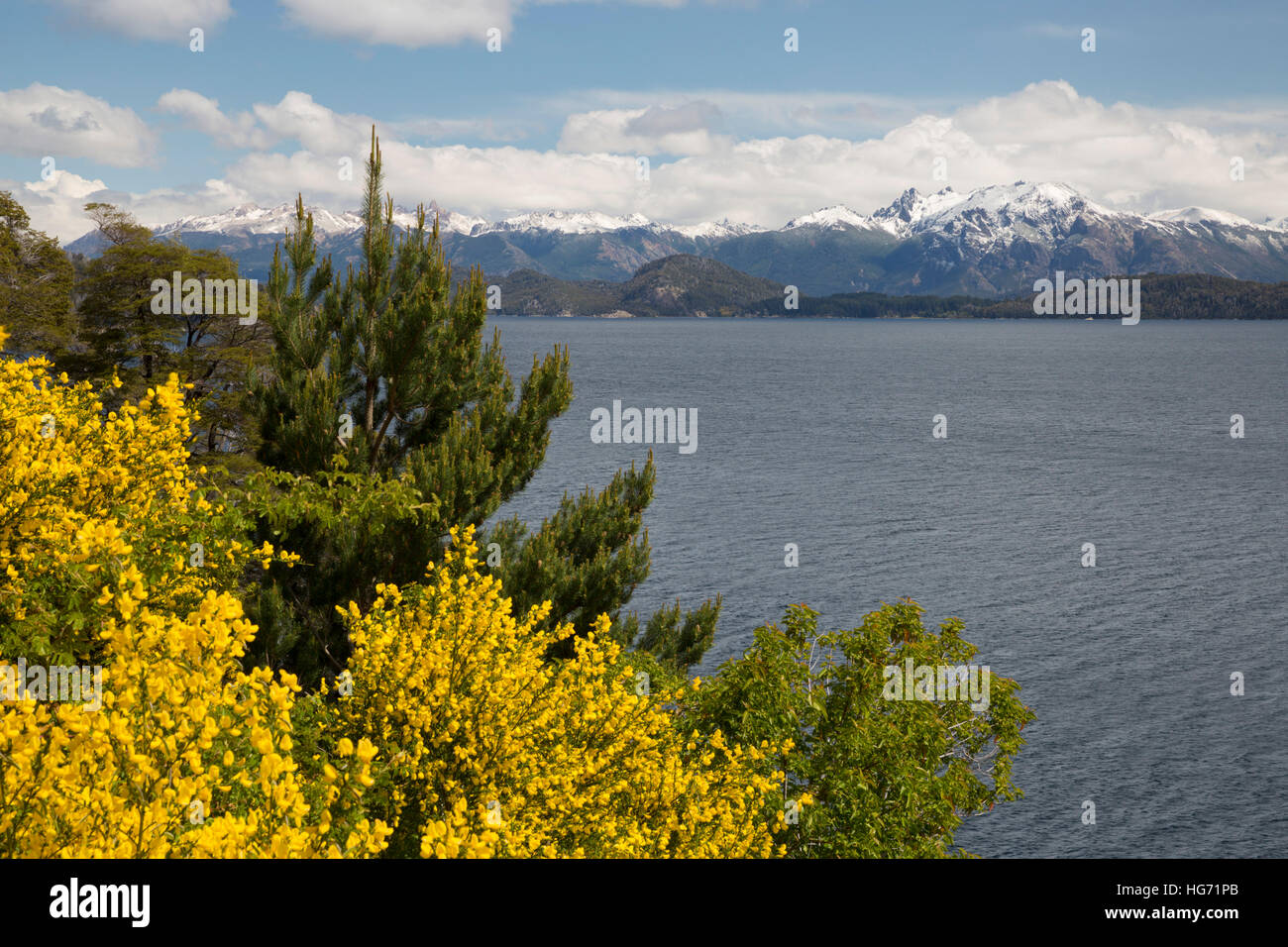 Retama amarilla en el lago Nahuel Huapi, cerca de Bariloche, 7 Lakes Drive, en el Parque Nacional Nahuel Huapi, el Lake District, Argentina Foto de stock