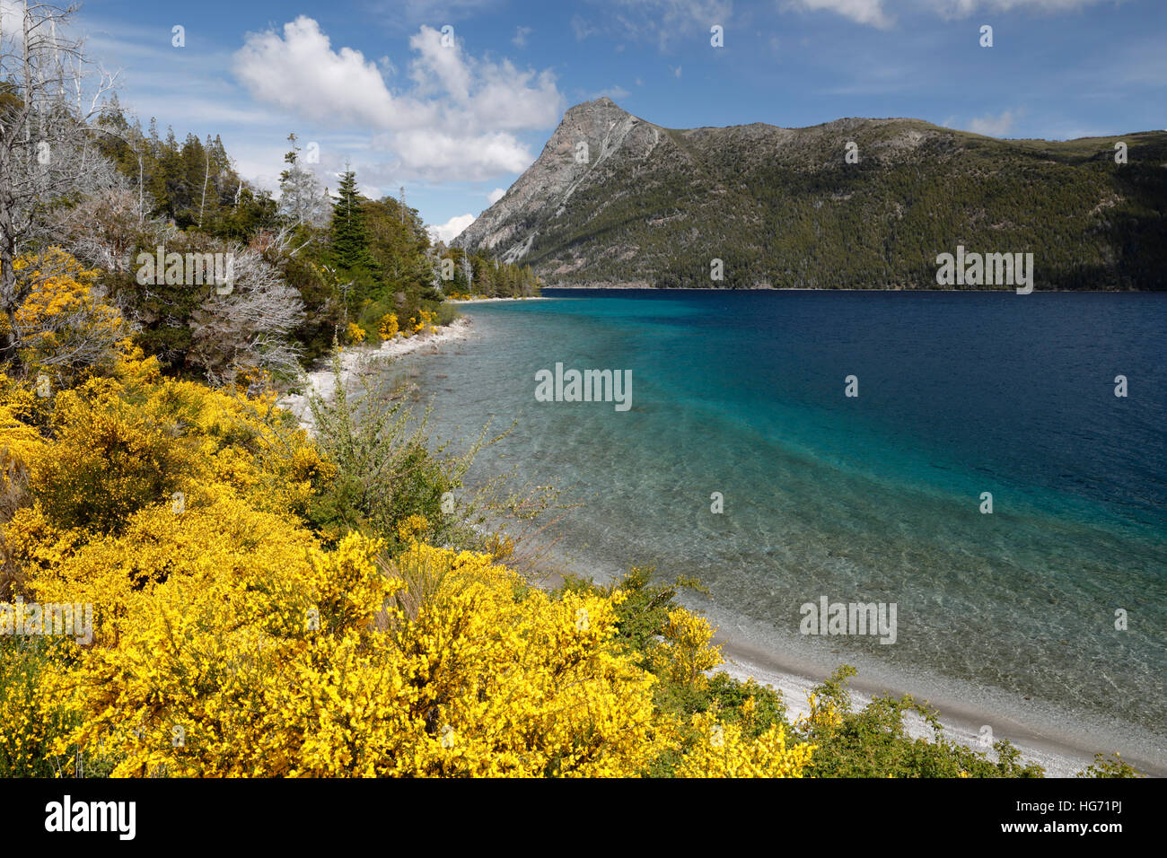 Retama amarilla en el lago Nahuel Huapi, cerca de Bariloche, 7 Lakes Drive, en el Parque Nacional Nahuel Huapi, el Lake District, Argentina Foto de stock