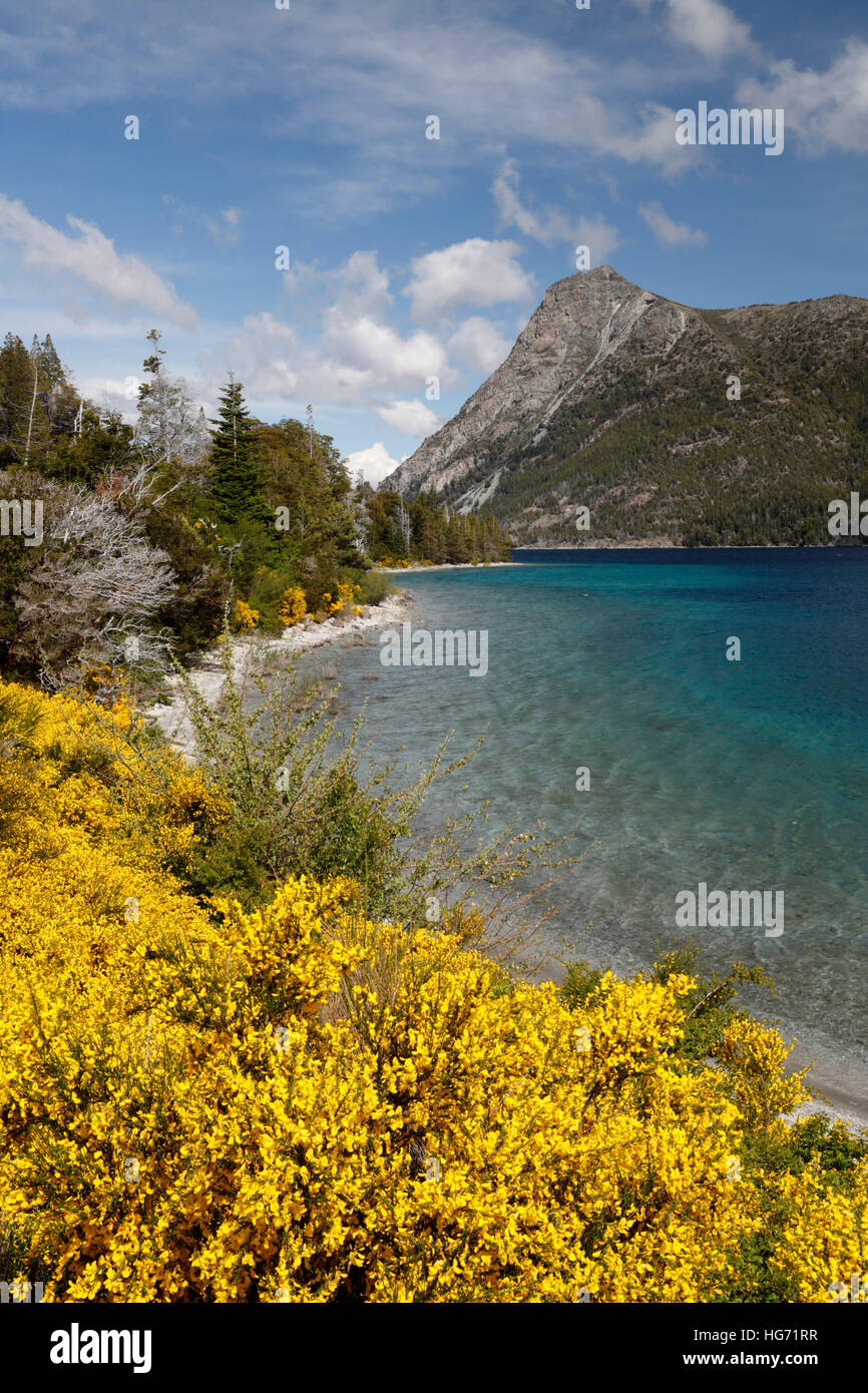 Retama amarilla en el lago Nahuel Huapi, cerca de Bariloche, 7 Lakes Drive, en el Parque Nacional Nahuel Huapi, el Lake District, Argentina Foto de stock