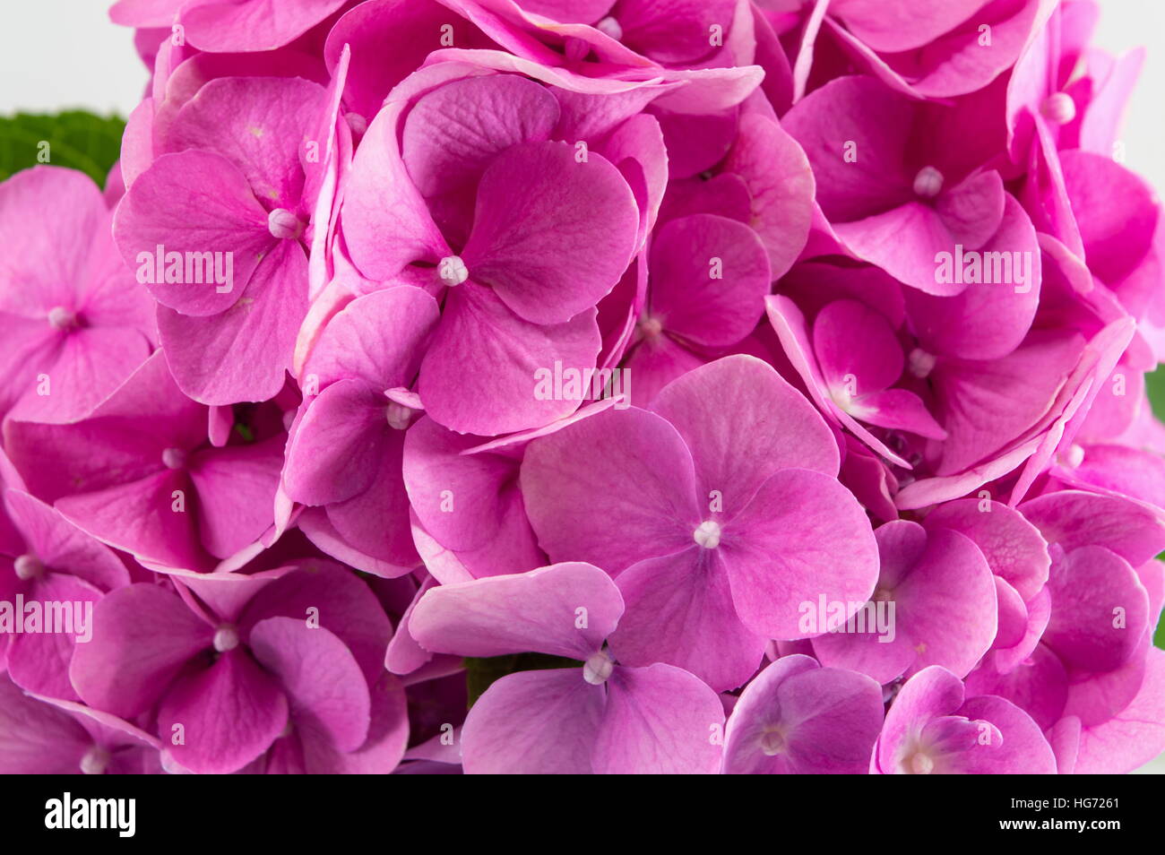 Montón de hortensia flores rosadas sobre fondo de madera Foto de stock