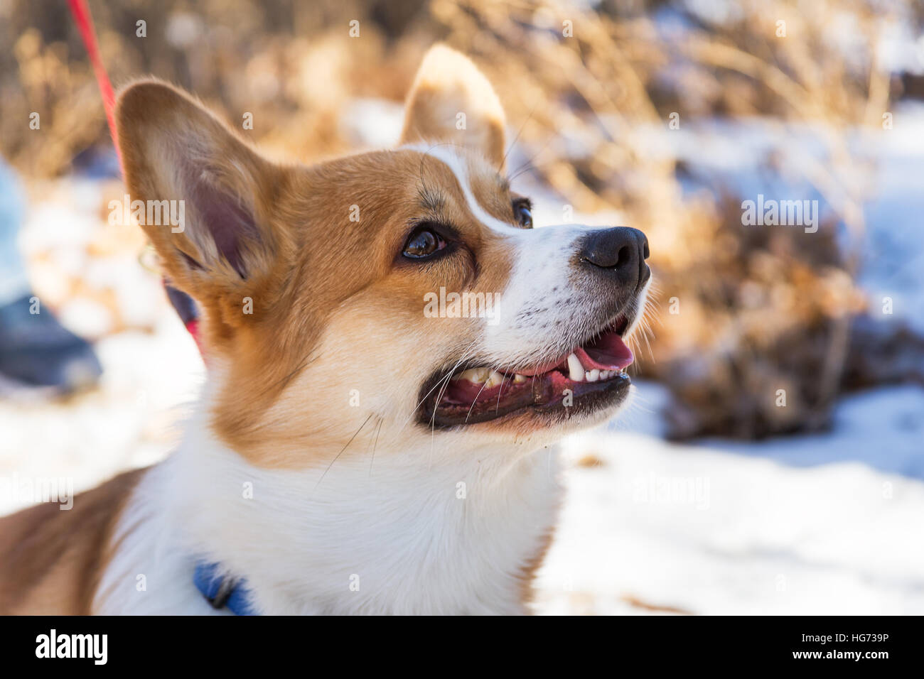 Pembroke Welsh Corgi Foto de stock