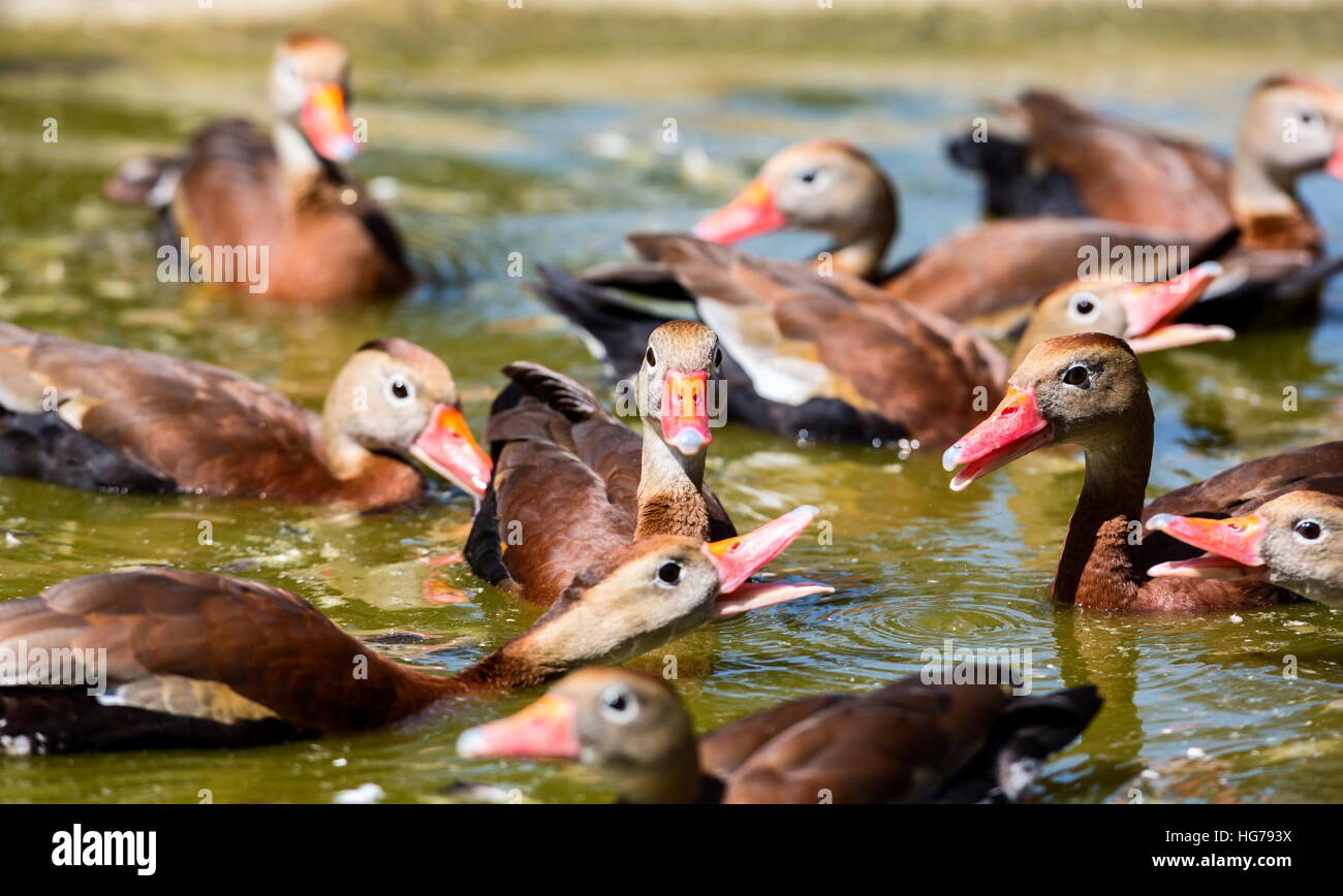 El silbido de patos o patos de árbol son una subfamilia, de pato, ganso y Swan familia de aves. Foto de stock