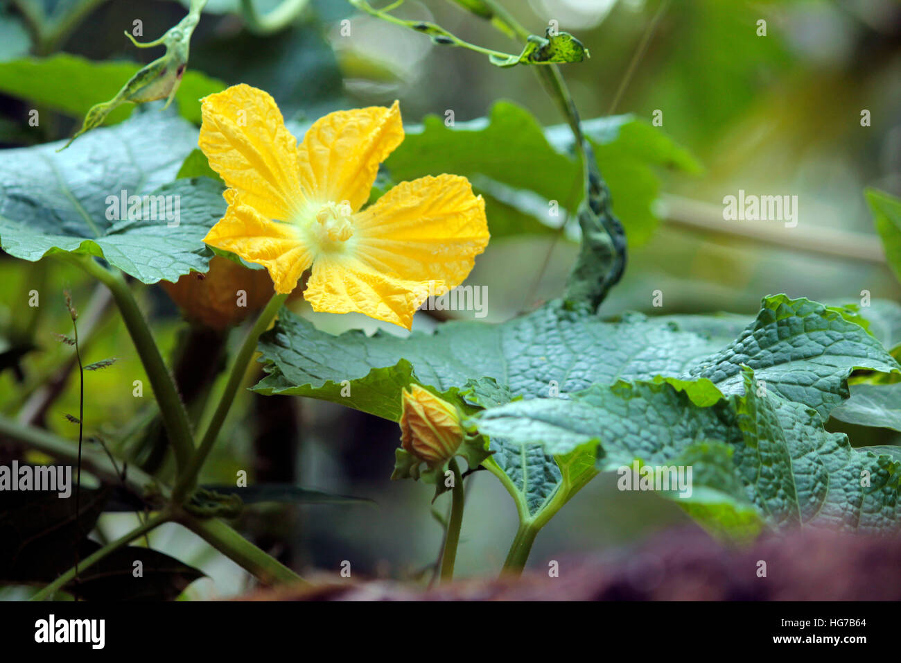Flores de calabaza, Foto de stock
