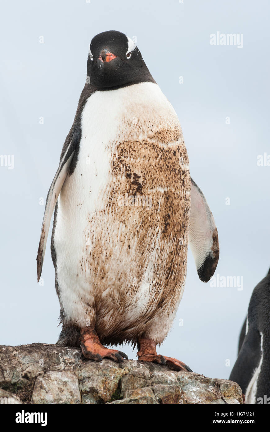 Pingüinos de pie sobre las rocas y sumidos en el lodo de la colonia Foto de stock