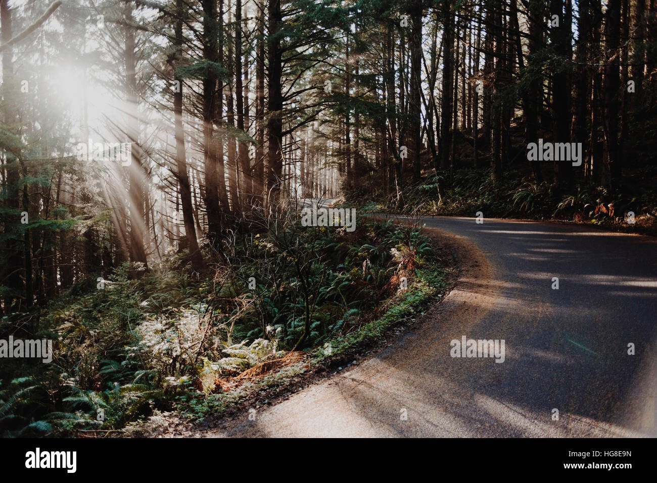 Emisores de luz solar a través de árboles en la carretera en el bosque Foto de stock