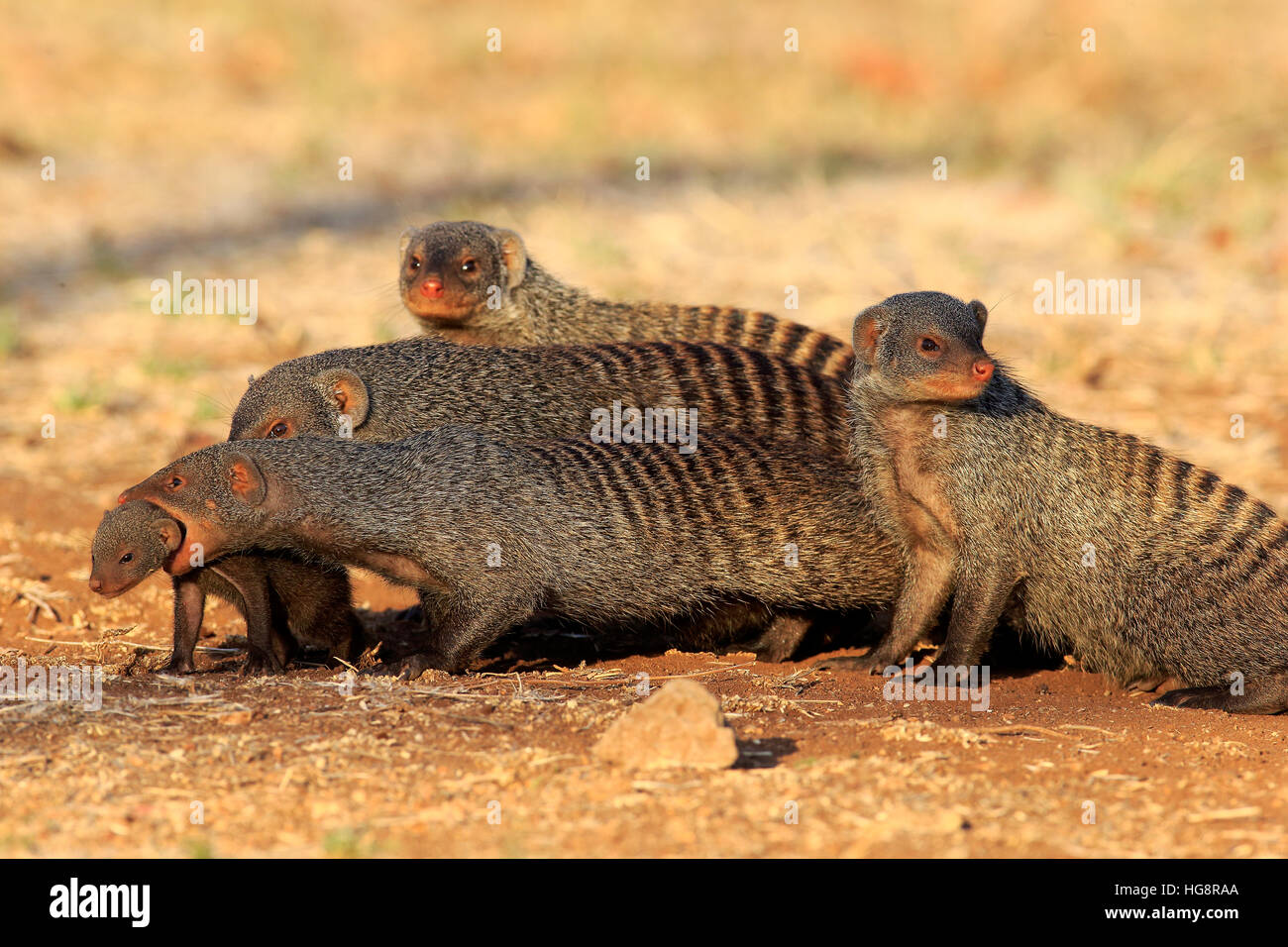 Mongoose, anillados (Mungos mungo), adultos con youngs en