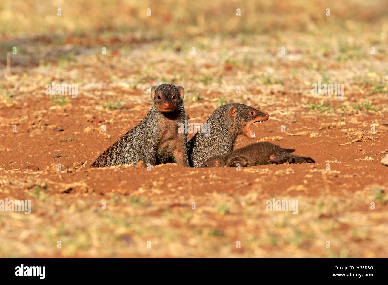 Mongoose, anillados (Mungos mungo), adultos con youngs en
