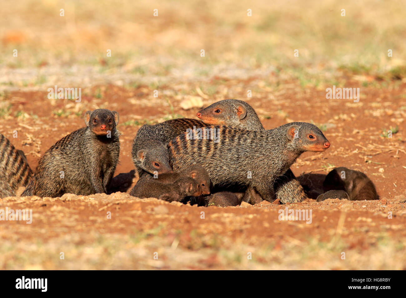 Mongoose, anillados (Mungos mungo), adultos con youngs en