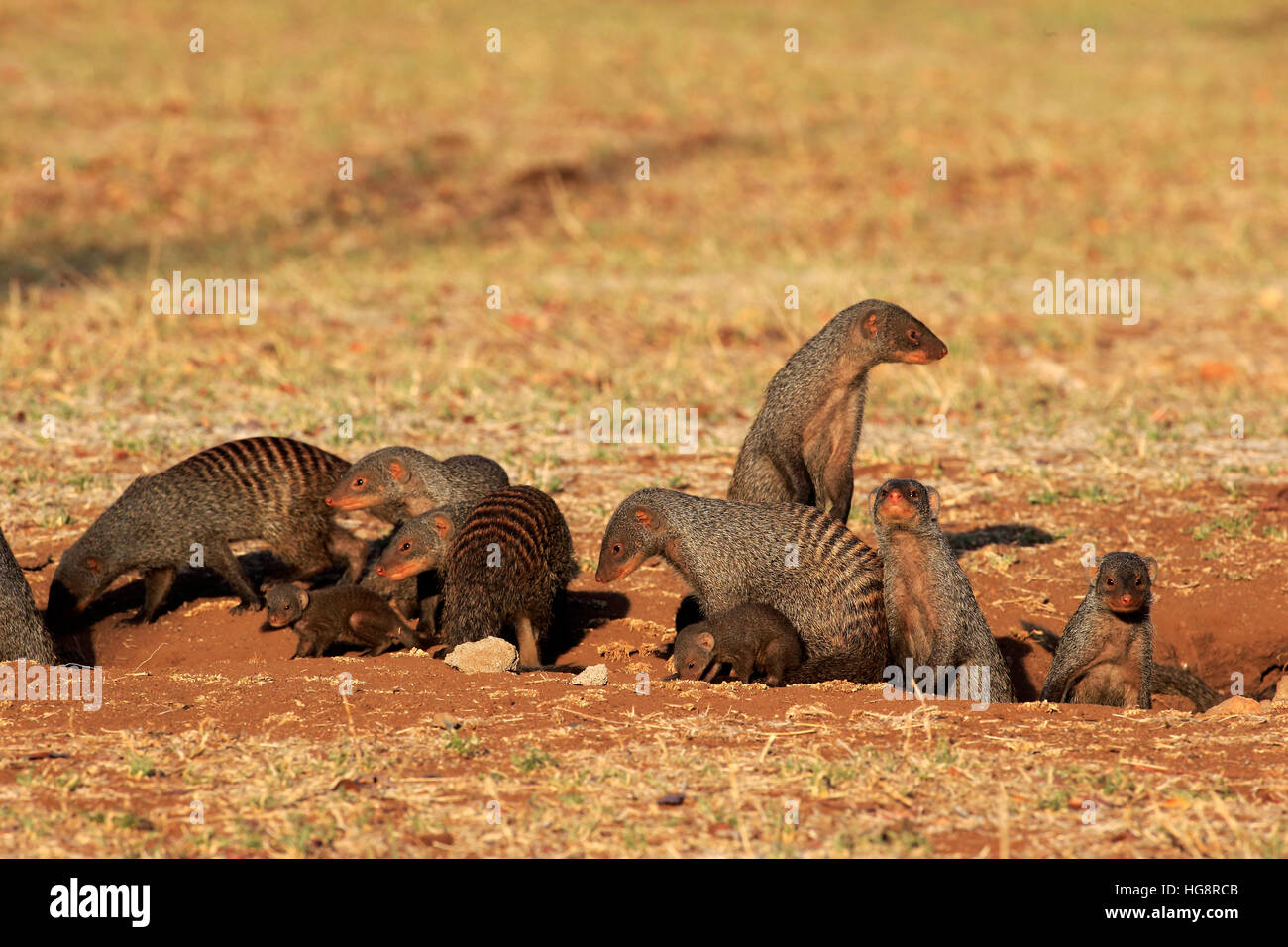 Mongoose, anillados (Mungos mungo), adultos con youngs en