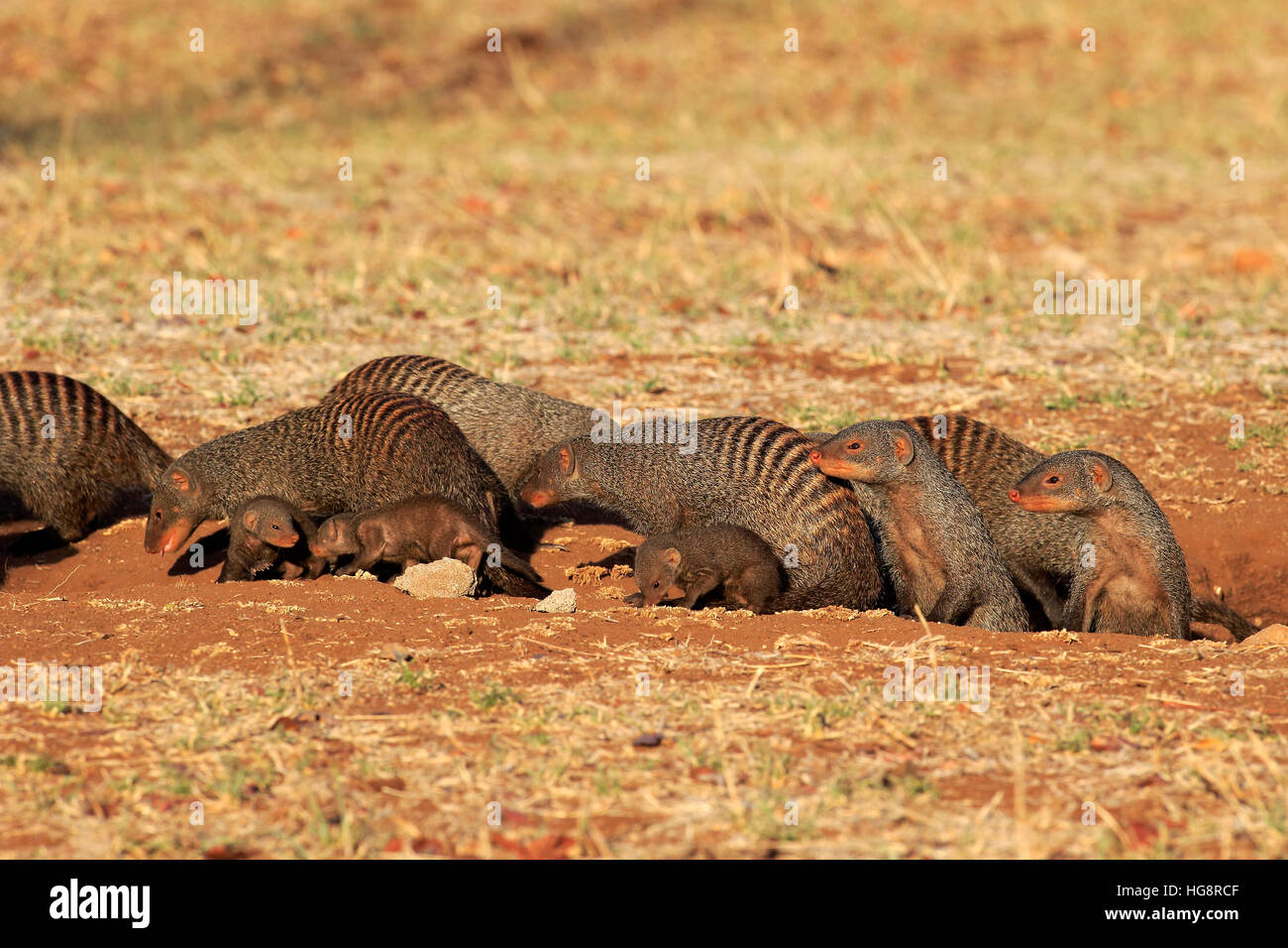 Mongoose, anillados (Mungos mungo), adultos con youngs en