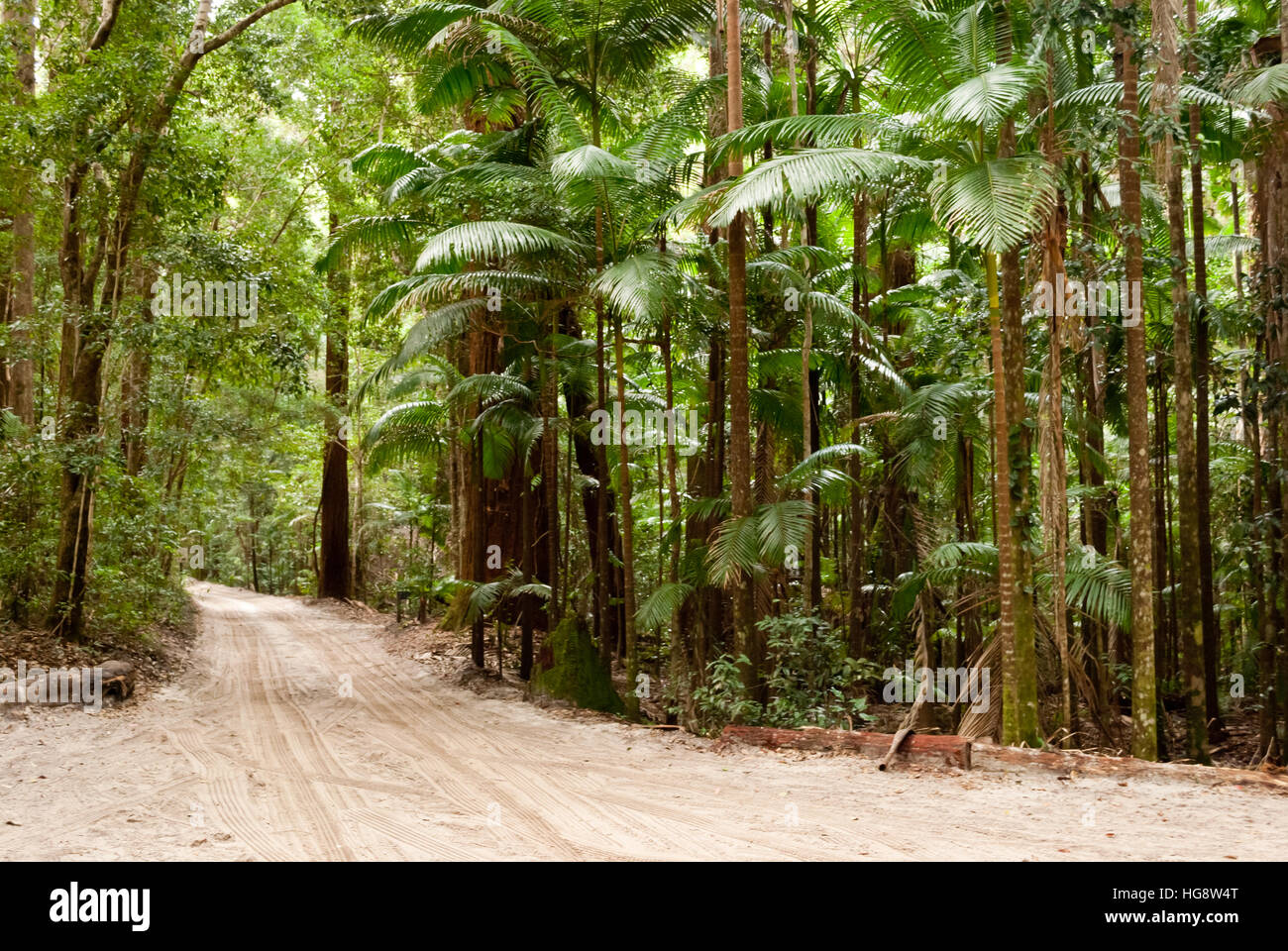 Bosque en la arena, Fraser Island, Australia Foto de stock