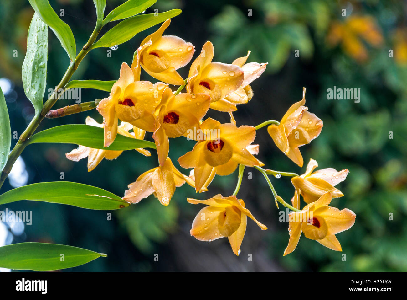 Cerrar un tallo de orquídeas dendrobium amarillas flores y hojas verdes cubiertos de gotas de lluvia Foto de stock