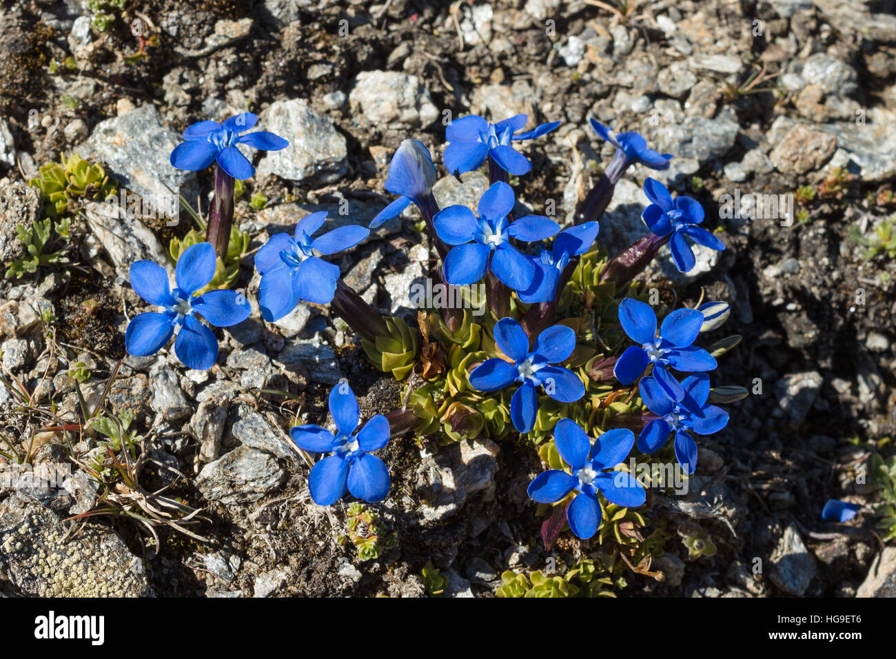 Gentiana flores alpinas Orbicularis Schur. El Valle de Aosta, Italia. Foto tomada a una altitud de 2700 m. Foto de stock