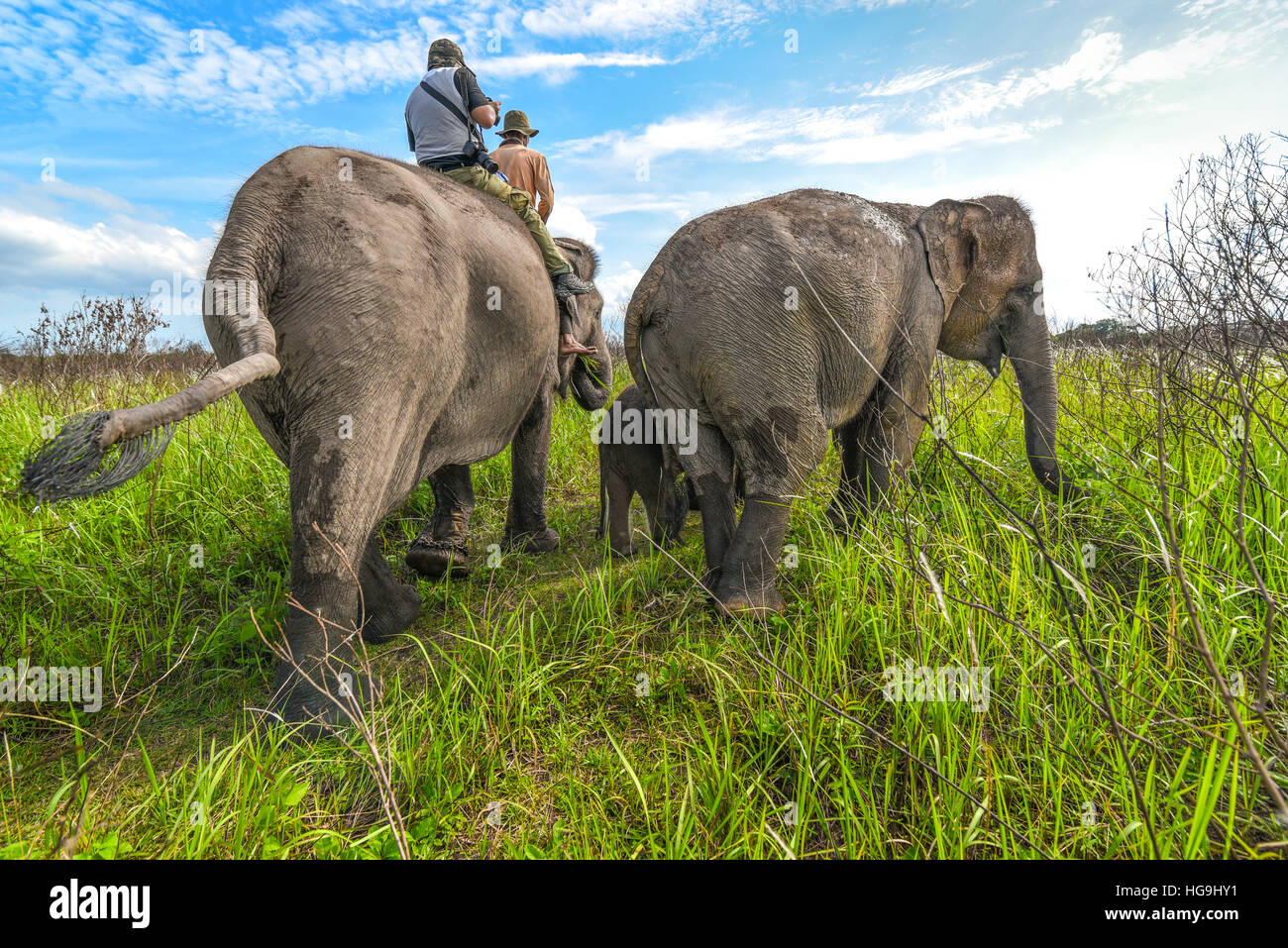 Paseo en elefante en el Parque Nacional Kambas, Lampug, Sumatra, Indonesia. Foto de stock