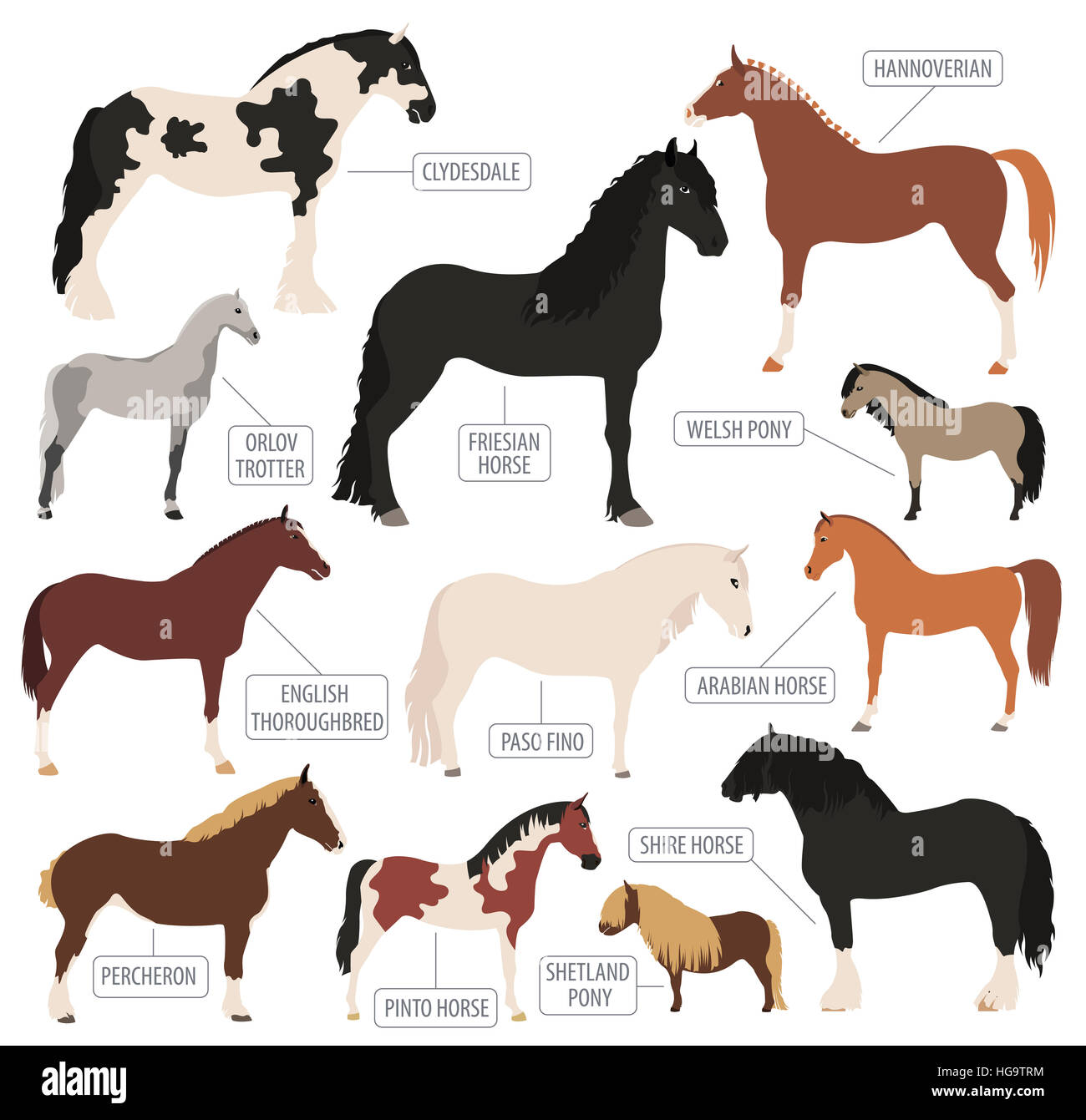 La cría del caballo conjunto de iconos. Los animales de granja. Diseño plano. Ilustración vectorial Foto de stock