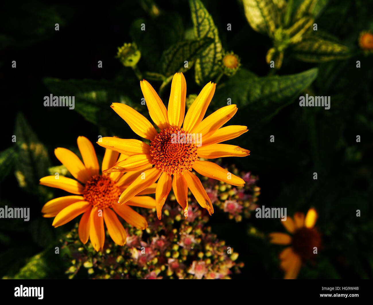 Zamburiña hojas y flores amarillas - Falso girasol, rough oxeye - Heliopsis  helianthoides Loraine 