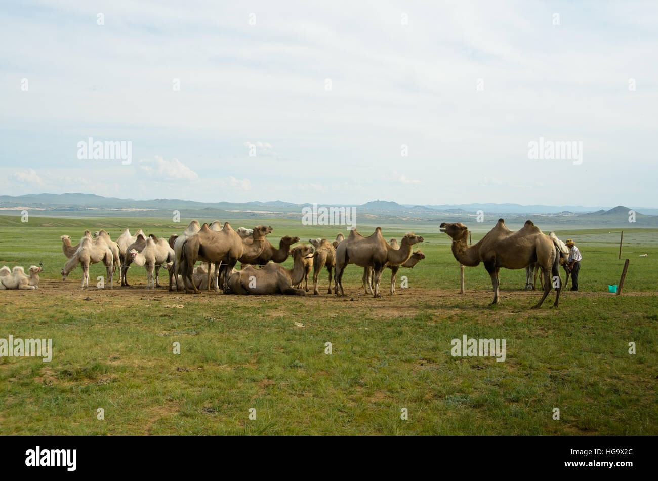Camellos domésticos pueden verse en el interior de Mongolia. Foto de stock