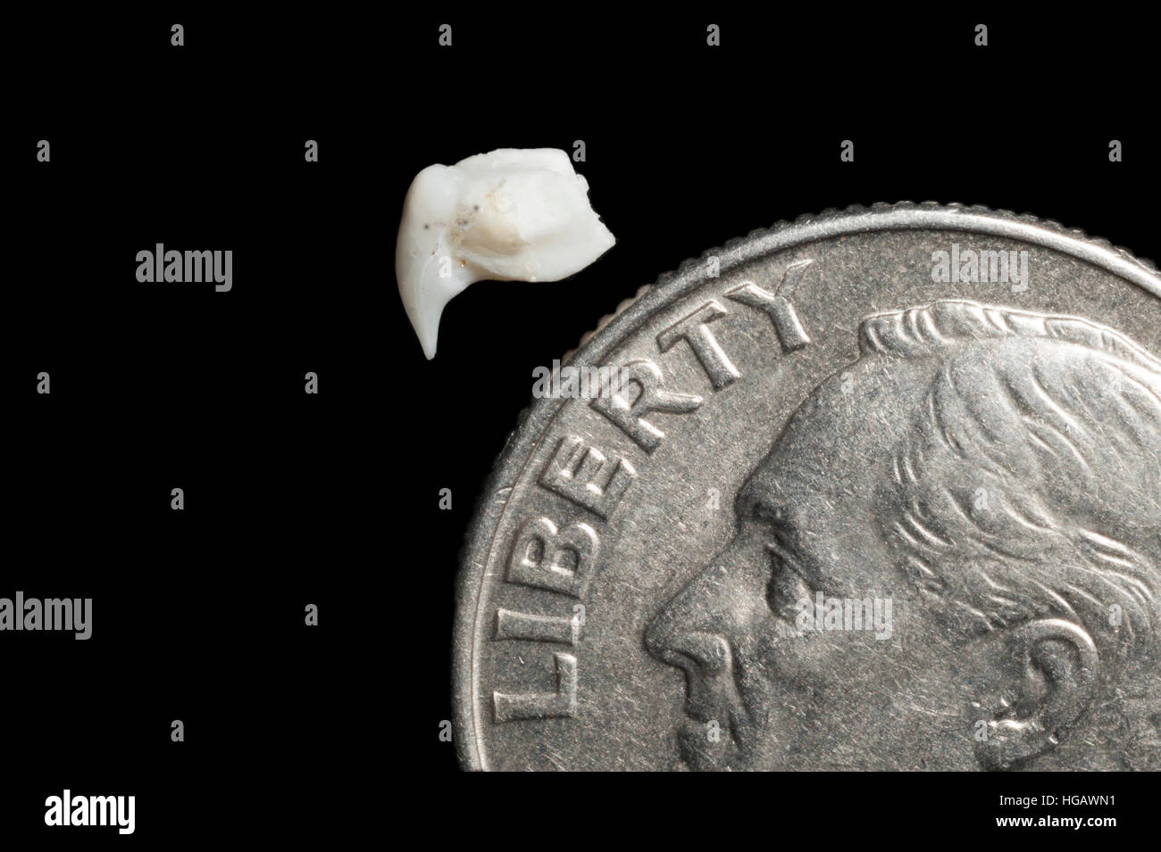 Diente de tiburón ballena, Rhincodon typus, junto a EE.UU. dime (pieza de 10 céntimos) para la comparación de tamaño digitalmente (modificado) Foto de stock