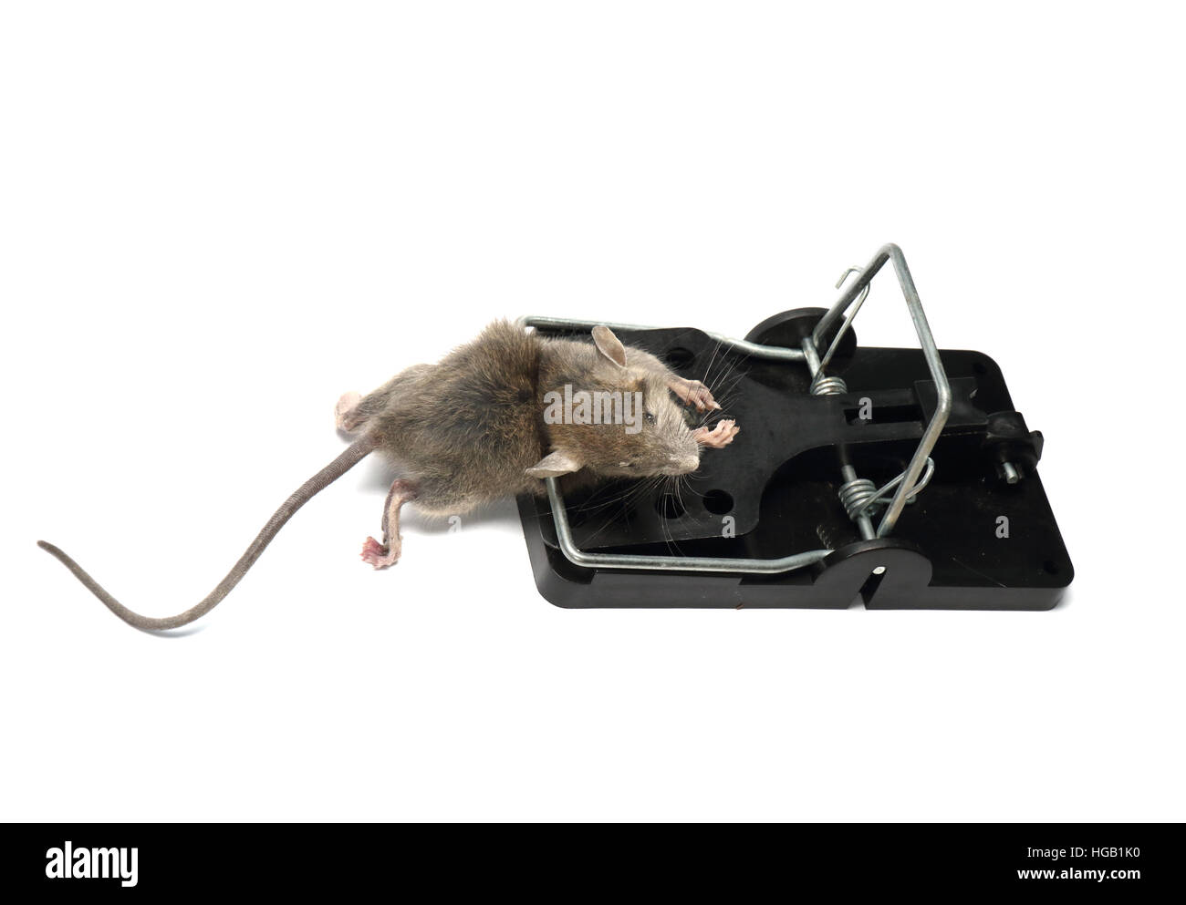 Casa el ratón, Mus musculus, capturado y muerto en una trampa de resorte. Fotografiado sobre un fondo blanco y preparado para el corte. Foto de stock